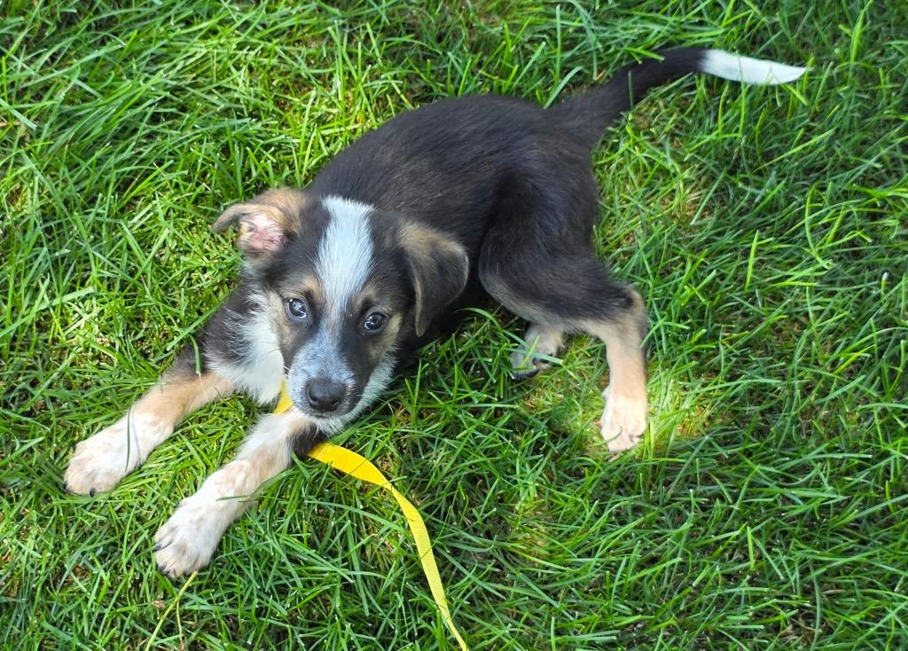 Trace, Adoptable, Puppy Male Mixed Breed.