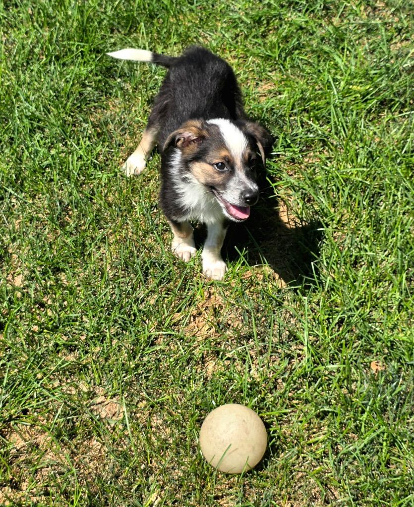Trace, a Adoptable mixed breed in Bristol, WI image 2/6