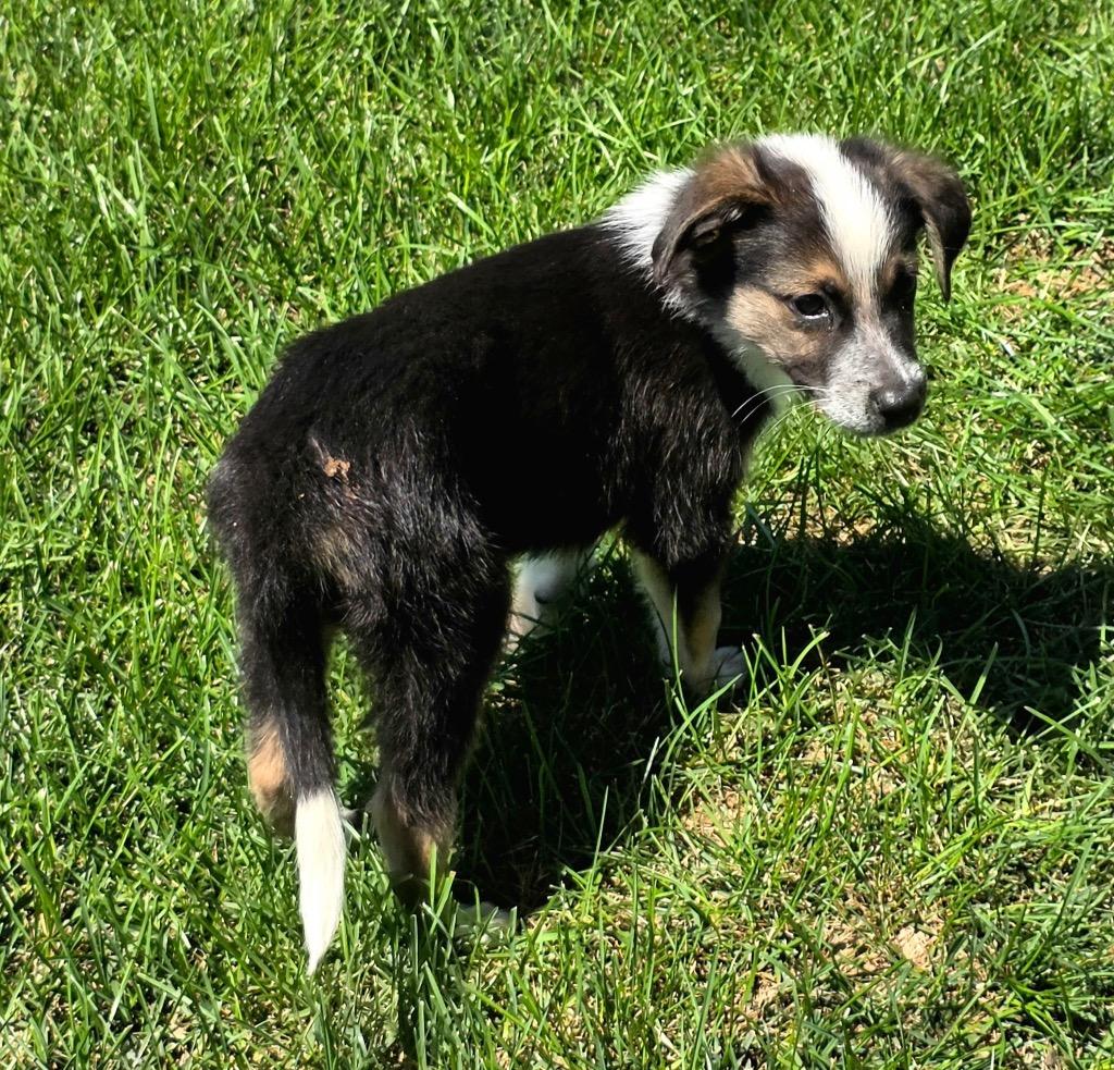 Trace, a Adoptable mixed breed in Bristol, WI image 3/6