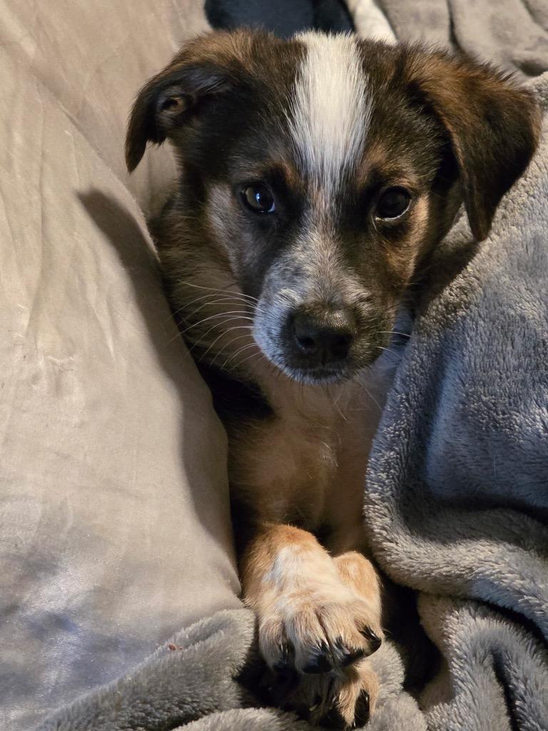 Trace, a Adoptable mixed breed in Bristol, WI image 4/6