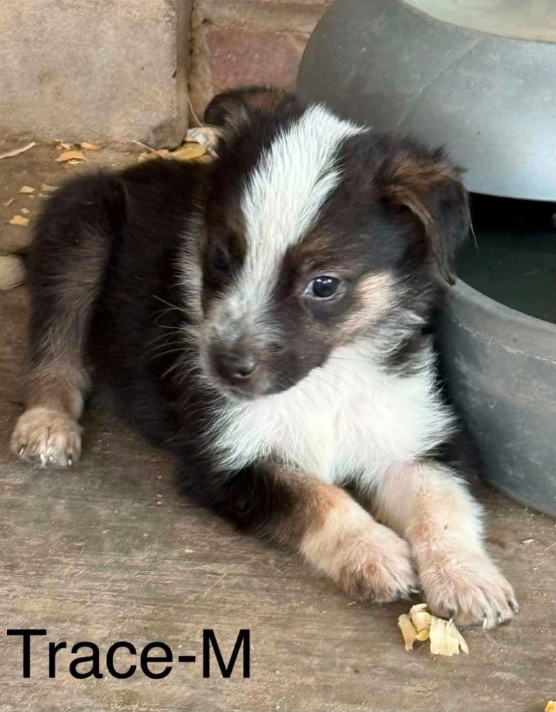 Trace, a Adoptable mixed breed in Bristol, WI image 5/6