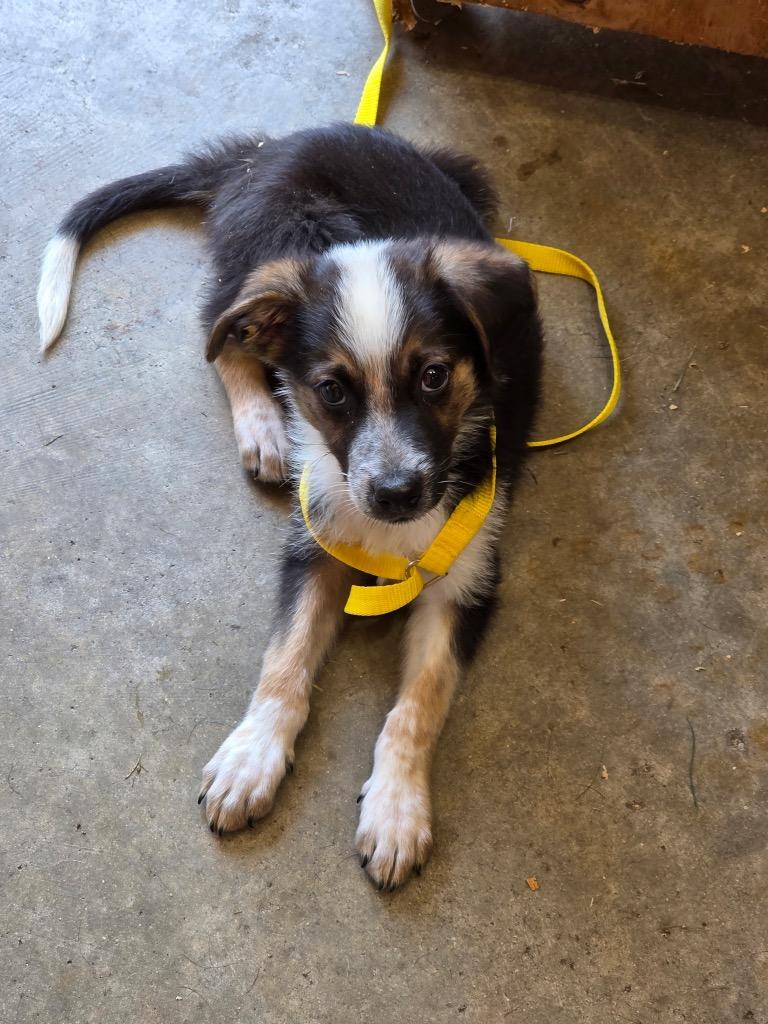 Trace, a Adoptable mixed breed in Bristol, WI image 6/6