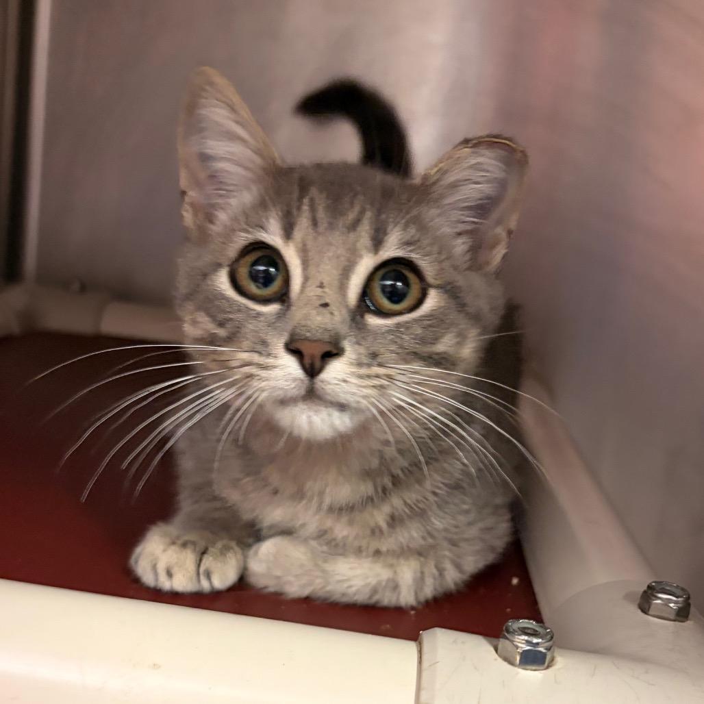 Toshi, Adoptable, Kitten Male Domestic Short Hair.
