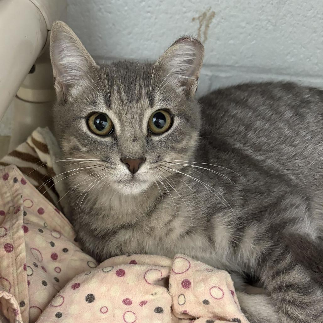 Enlarge Toshi, a Adoptable Domestic Short Hair in Marshall, VA image 2/2