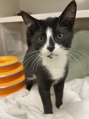 Hashbrown, adopted, Kitten Male Domestic Short Hair.