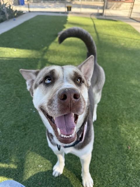NALA, Adoptable, Young Female Husky & Labrador Retriever.