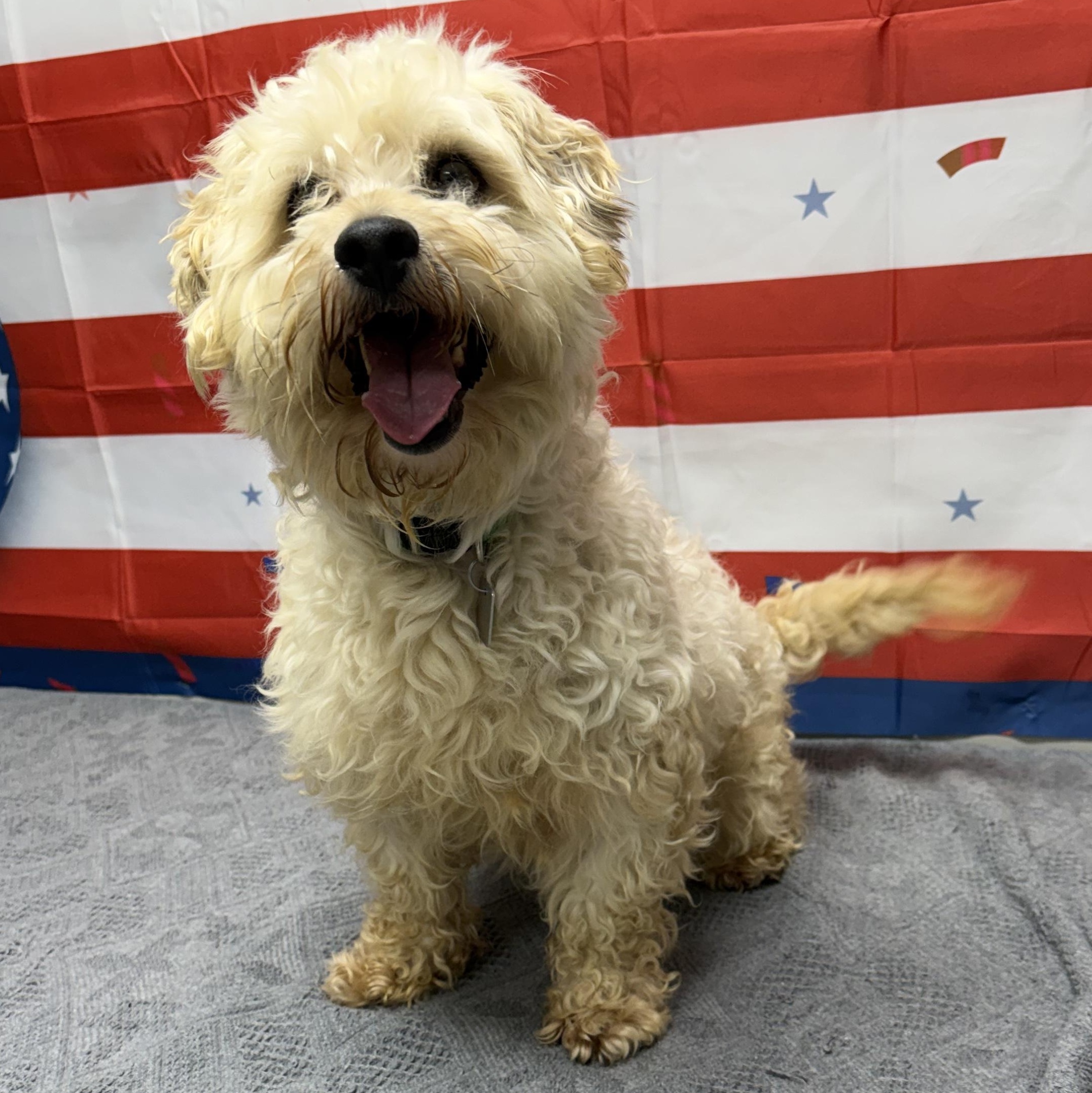 Enlarge Lyle, an adopted Maltese in Urbana, OH image 1/1