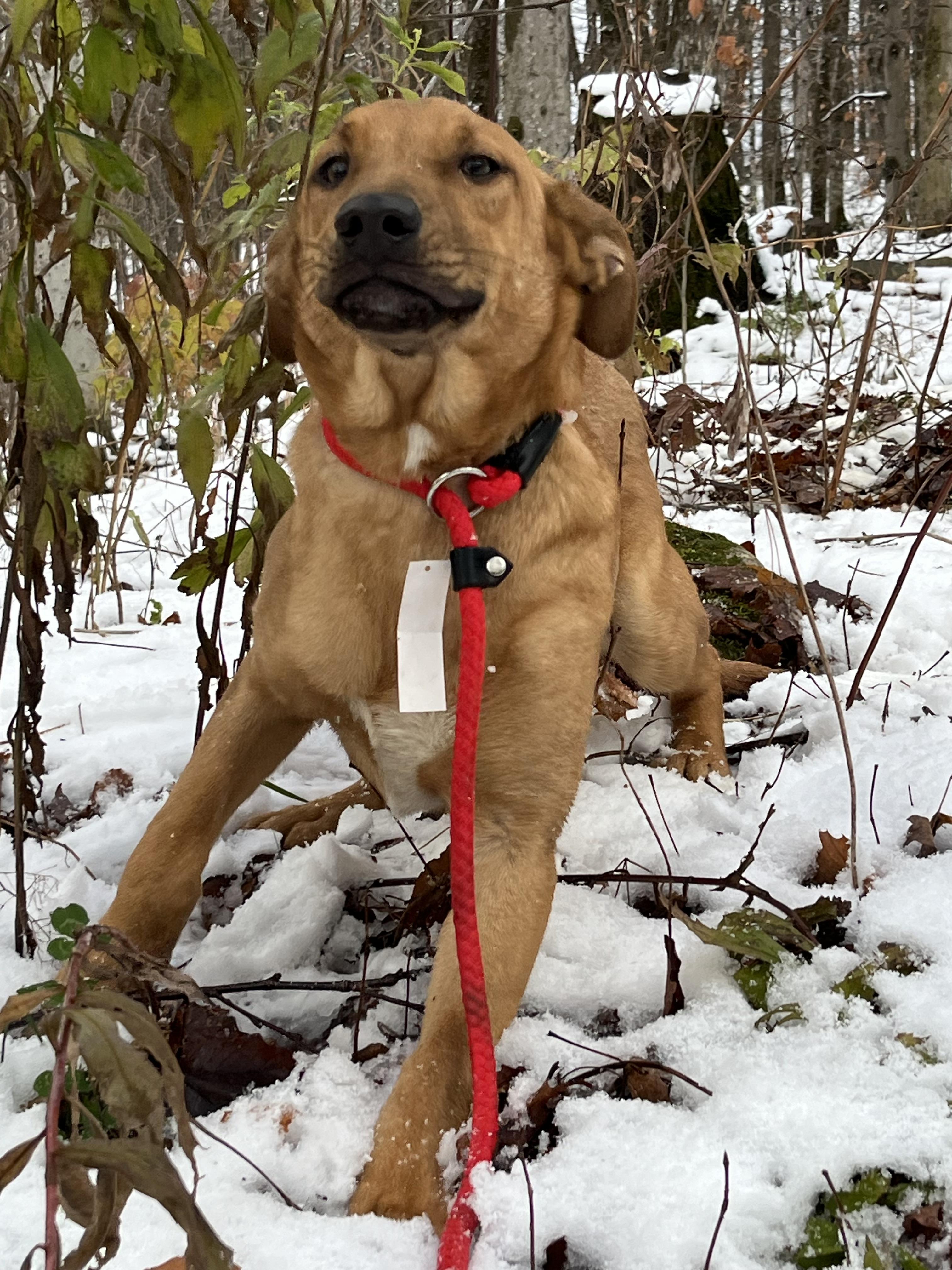 America (Reduced Fee Until 12/15), a Adoptable mixed breed in Portland, ME image 3/6