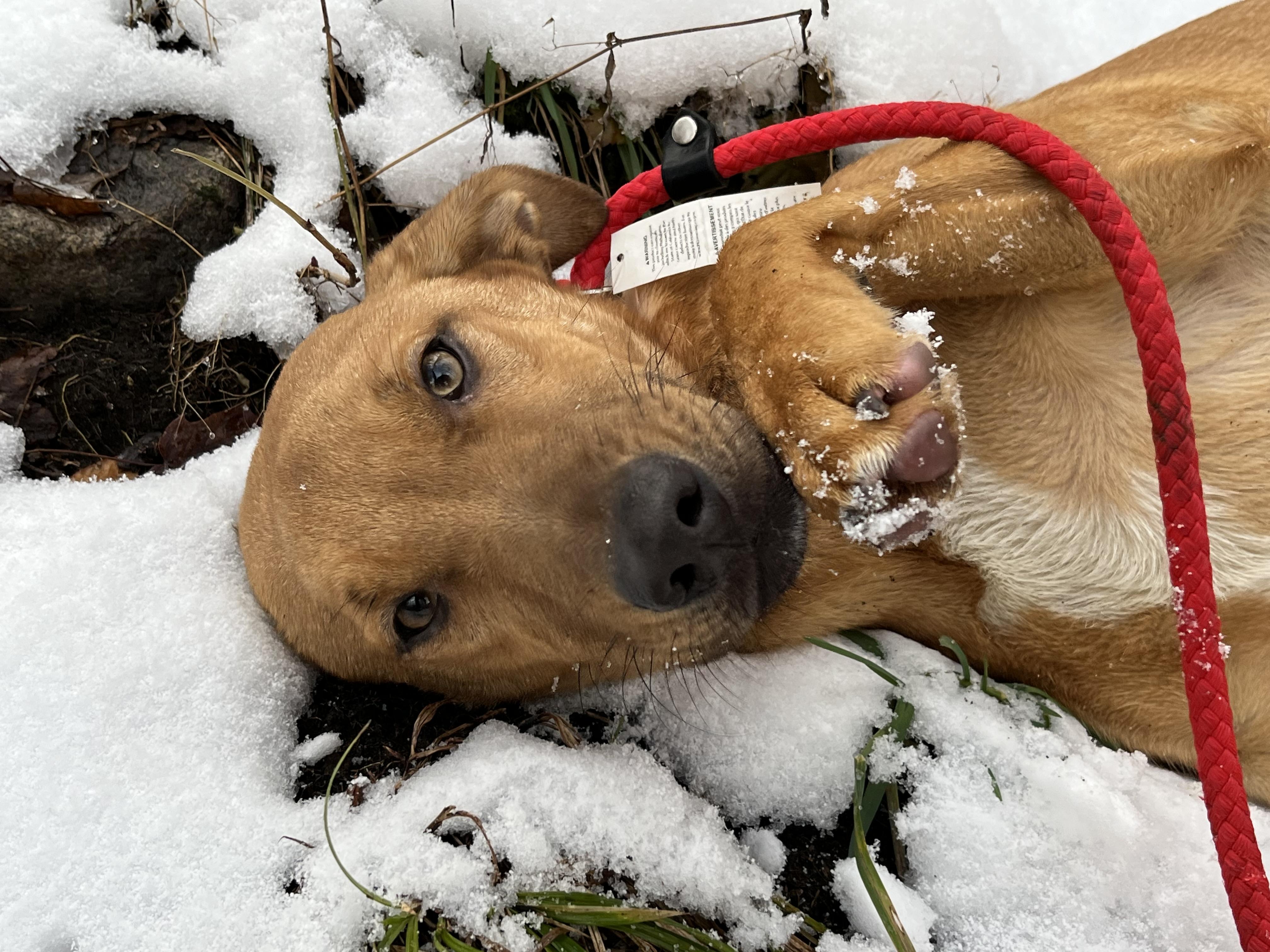 America (Reduced Fee Until 12/15), Adoptable, Young Male Hound.