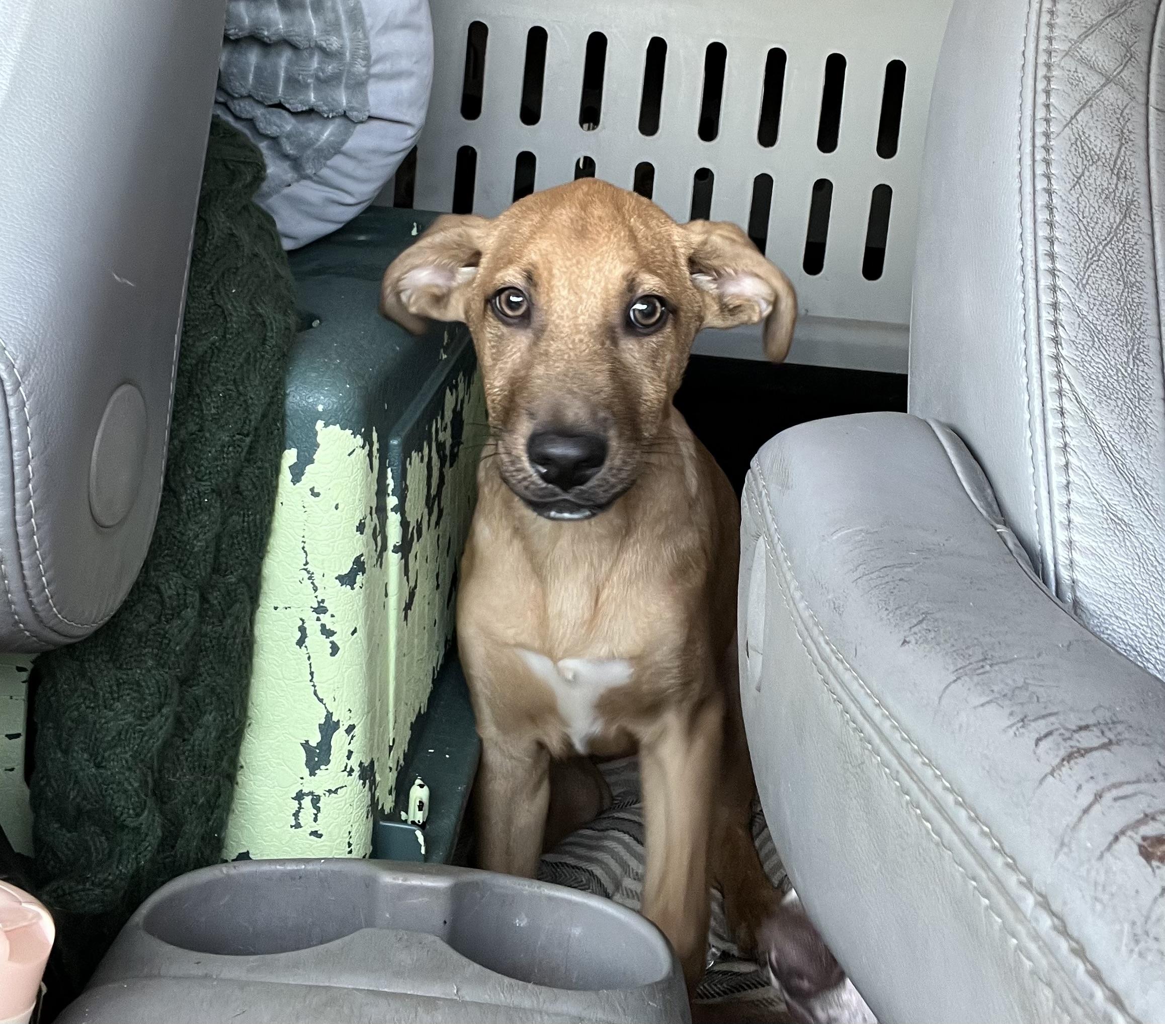 America (Reduced Fee Until 12/15), a Adoptable mixed breed in Portland, ME image 6/6