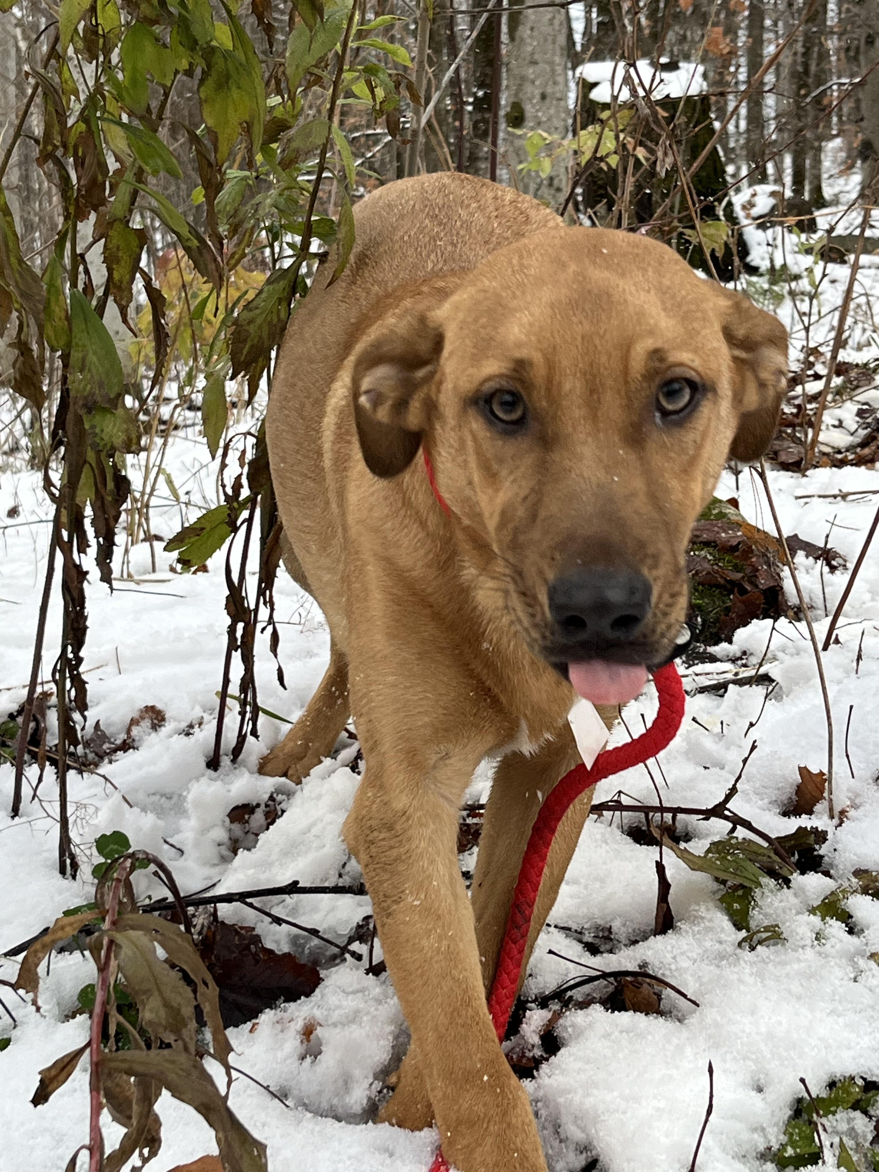 America (Reduced Fee Until 12/15), a Adoptable mixed breed in Portland, ME image 2/6