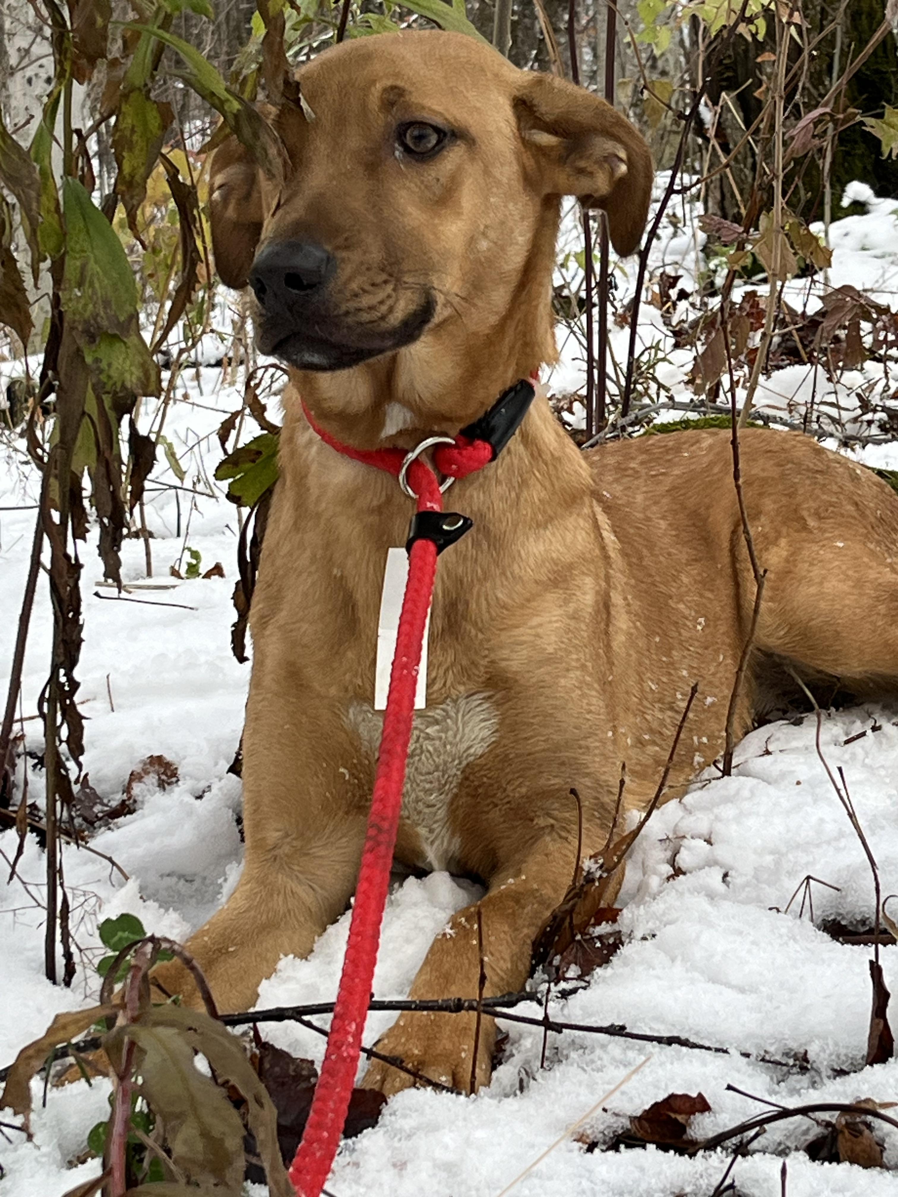 America (Reduced Fee Until 12/15), a Adoptable mixed breed in Portland, ME image 4/6