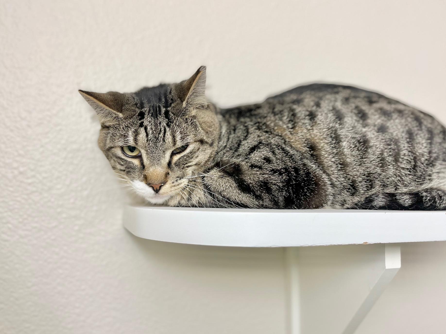 Rrrarri, ADOPTABLE, Adult Male Domestic Short Hair.