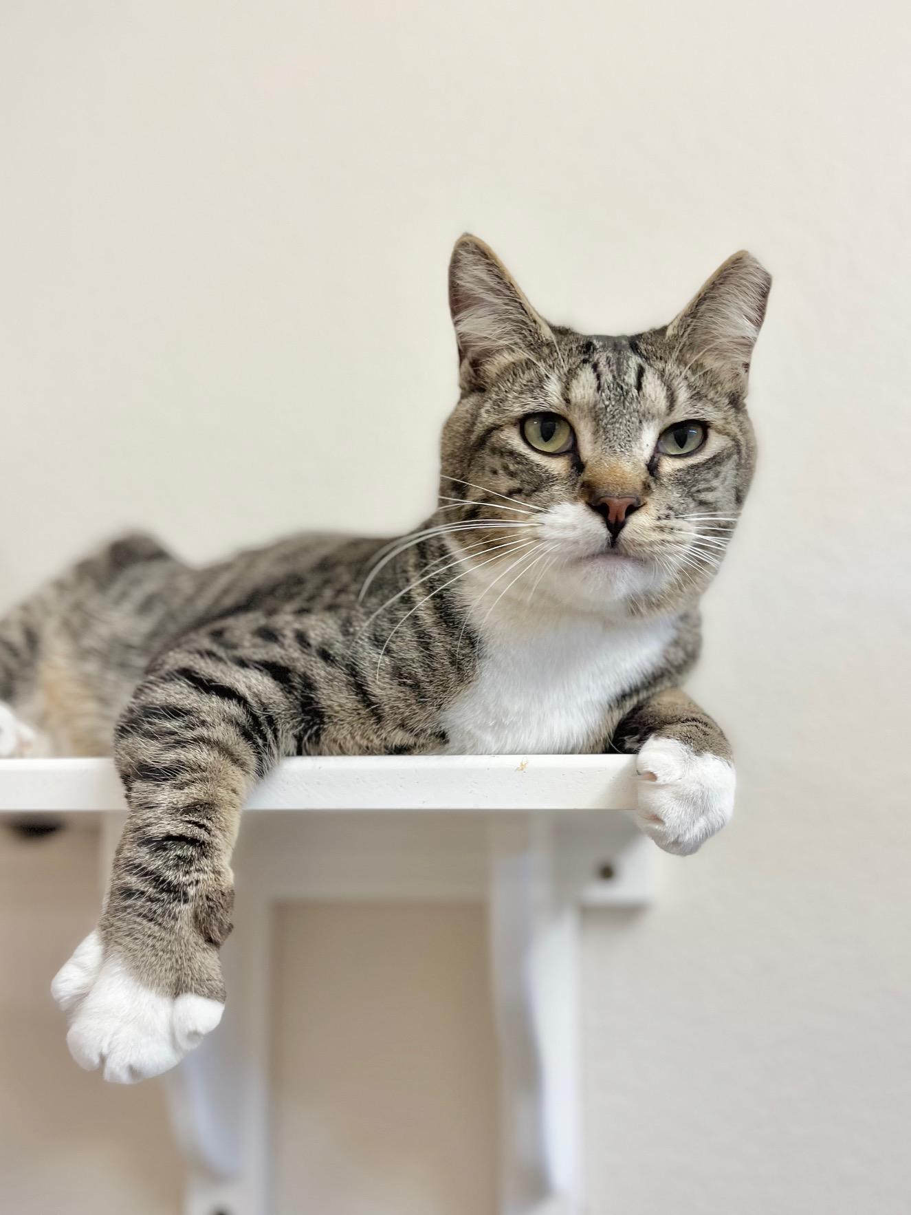 Rrrarri, ADOPTABLE, Adult Male Domestic Short Hair.