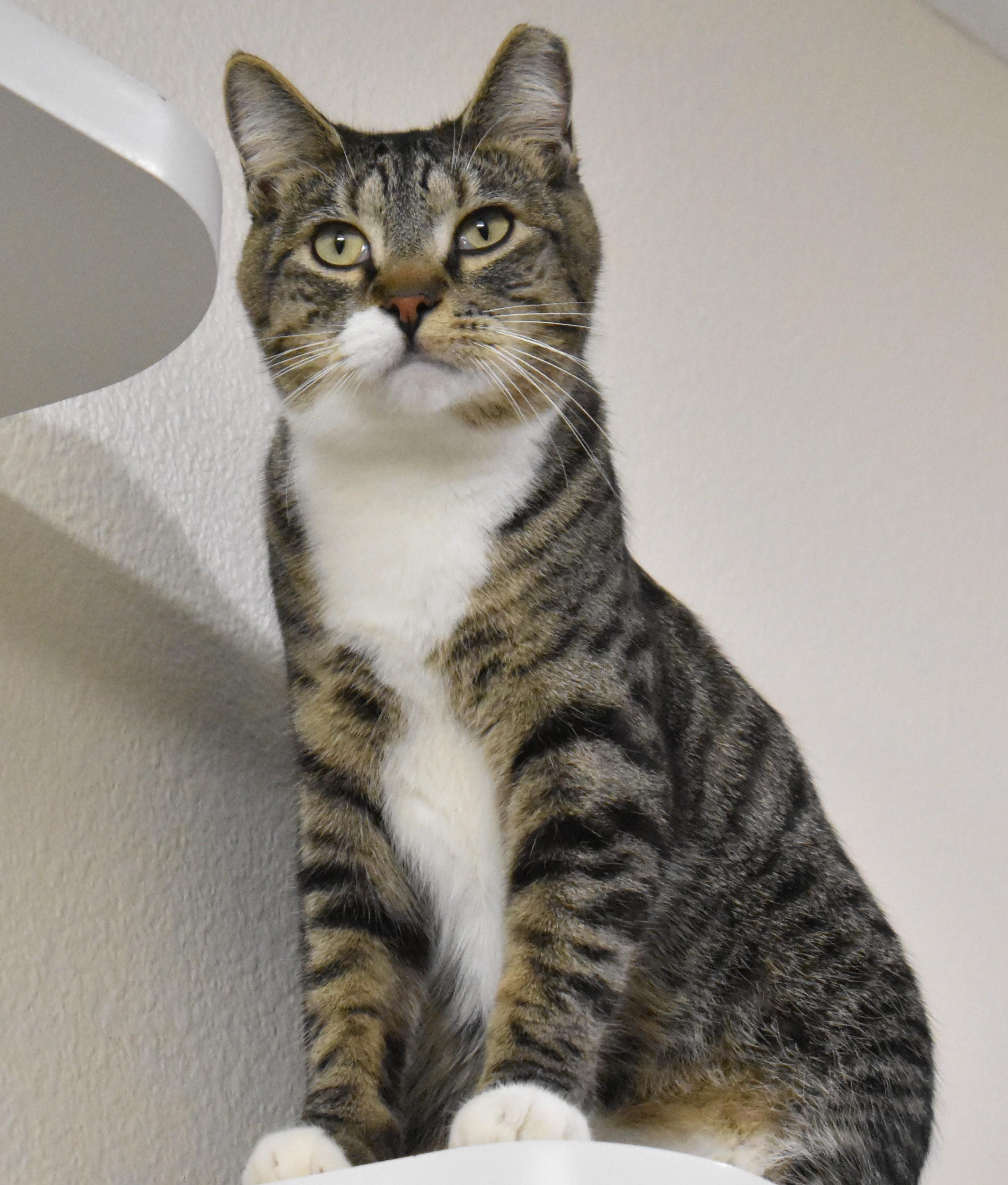 Enlarge Rrrarri, a ADOPTABLE Domestic Short Hair in Boise, ID image 2/2