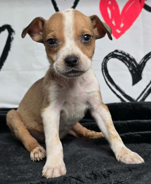 Saturn, Adoptable, Puppy Female American Bulldog.