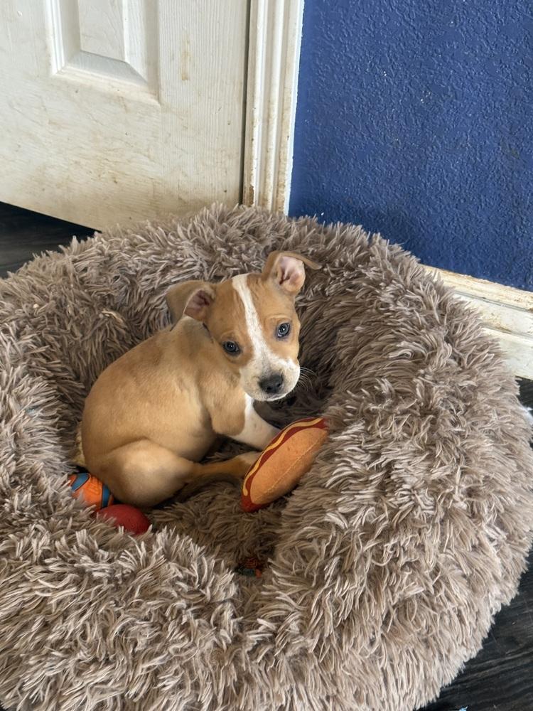 Saturn, a Adoptable American Bulldog in Aurora, CO image 2/5