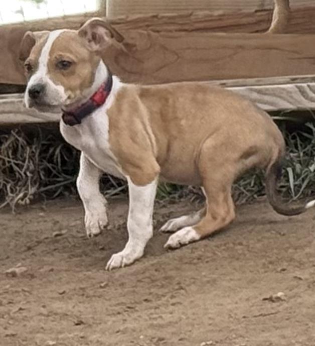 Saturn, a Adoptable American Bulldog in Aurora, CO image 3/5