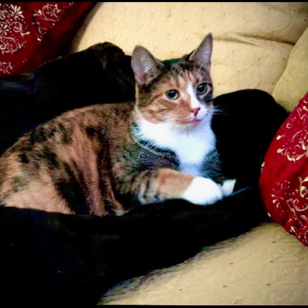 Mariana, Adoptable, Adult Female Domestic Medium Hair.