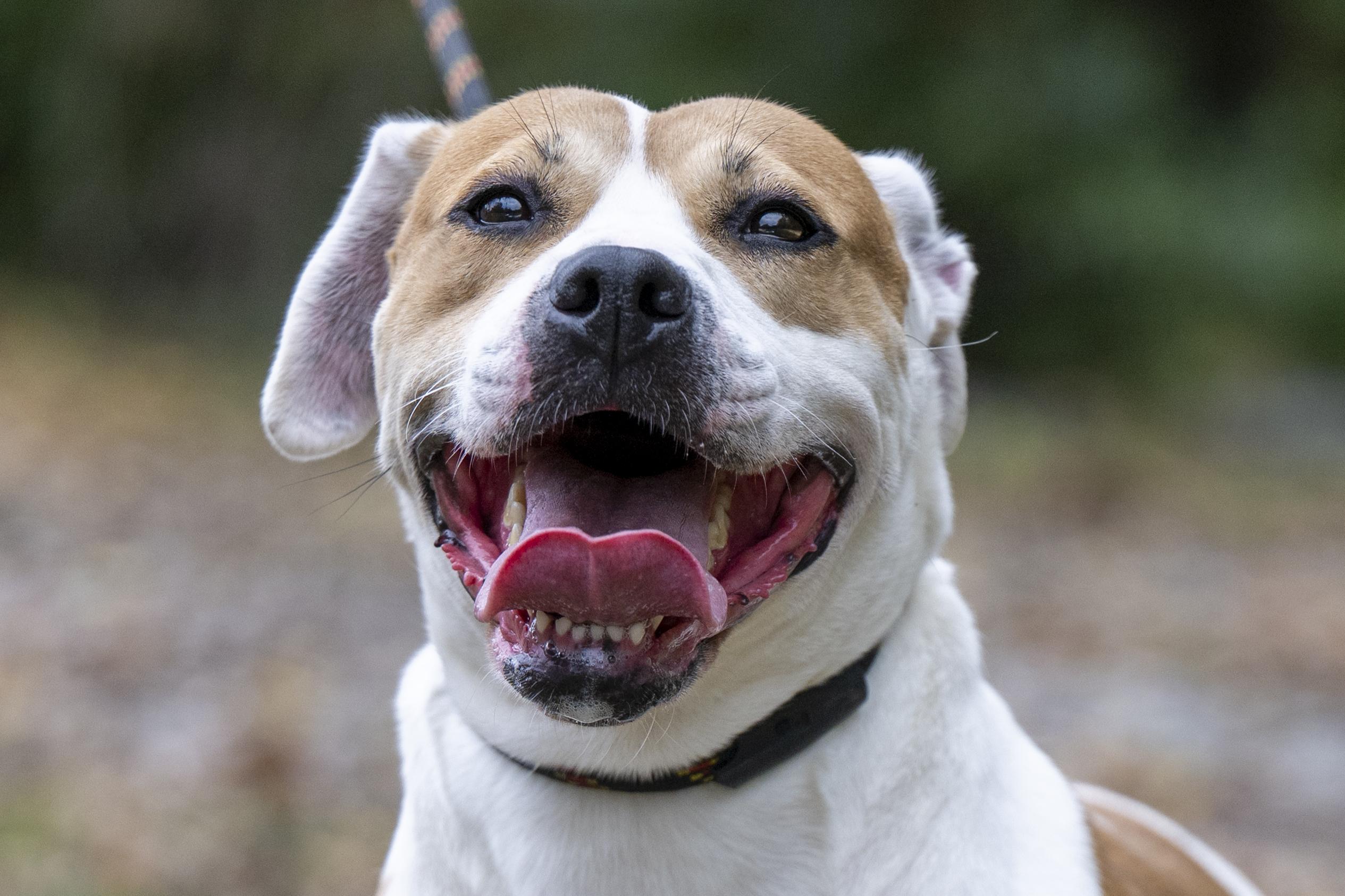 Darcy, Adoptable, Adult Female Pit Bull Terrier.