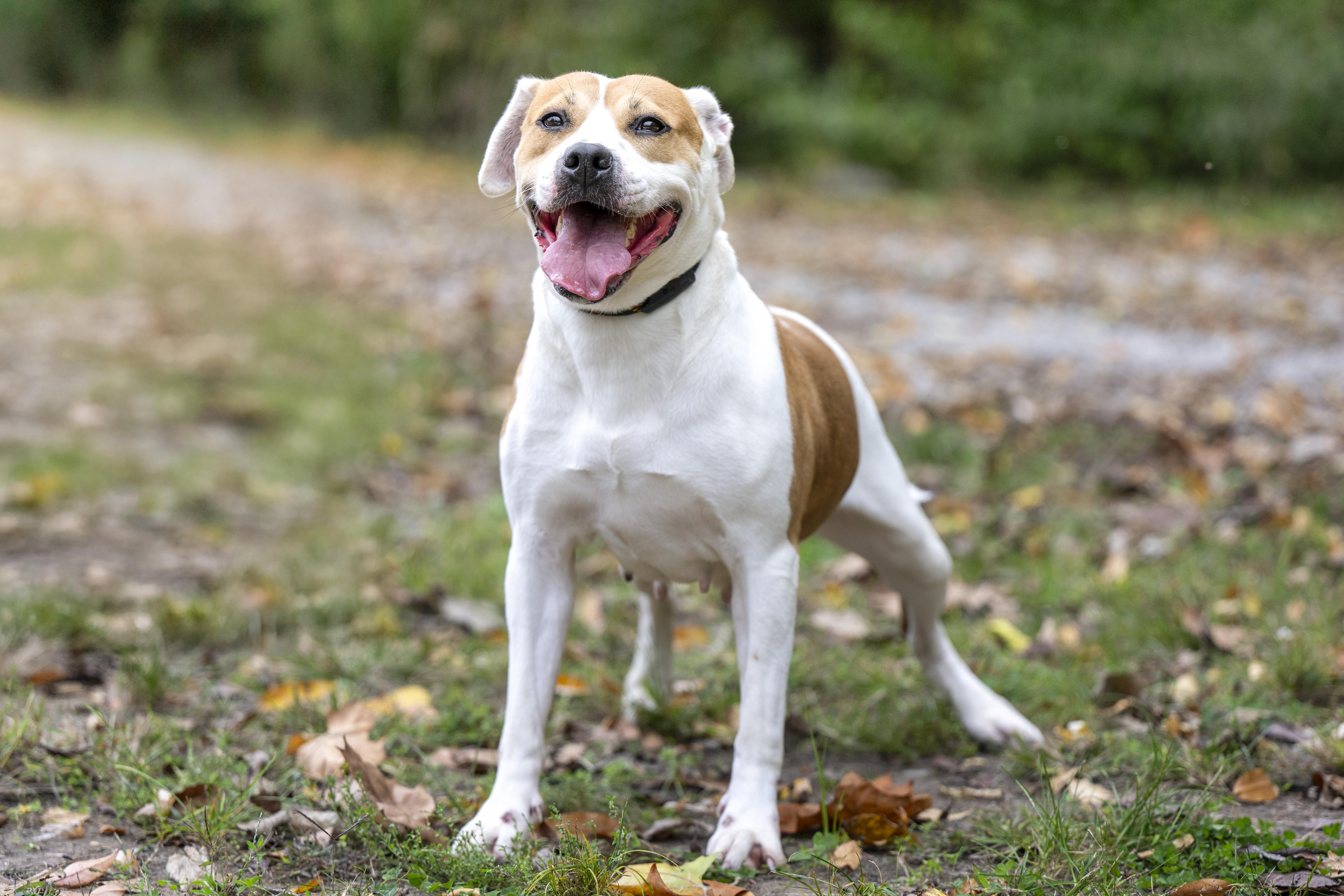 Darcy, a Adoptable mixed breed in Terre Haute, IN image 3/4