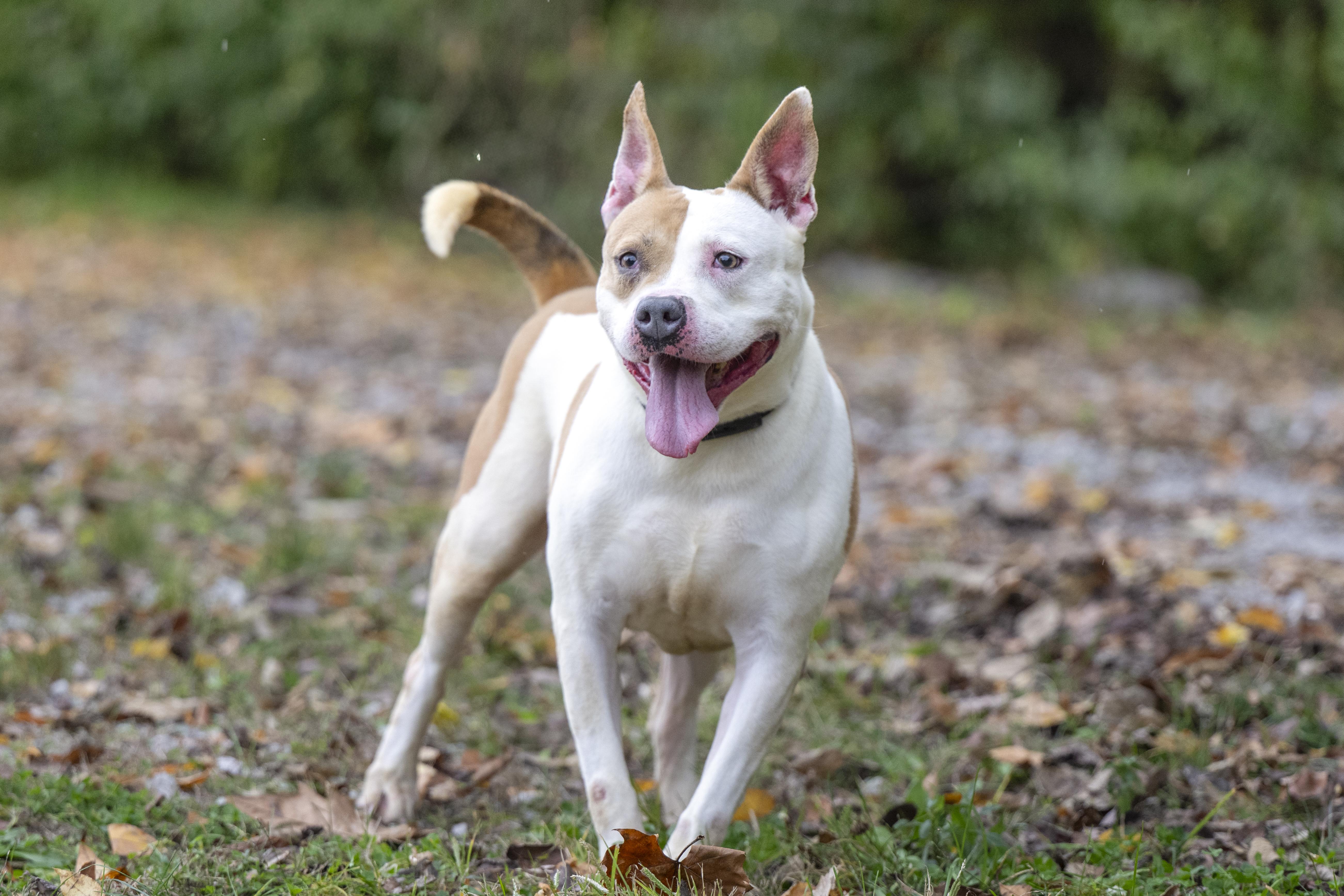 Darcy, Adoptable, Adult Female Pit Bull Terrier.
