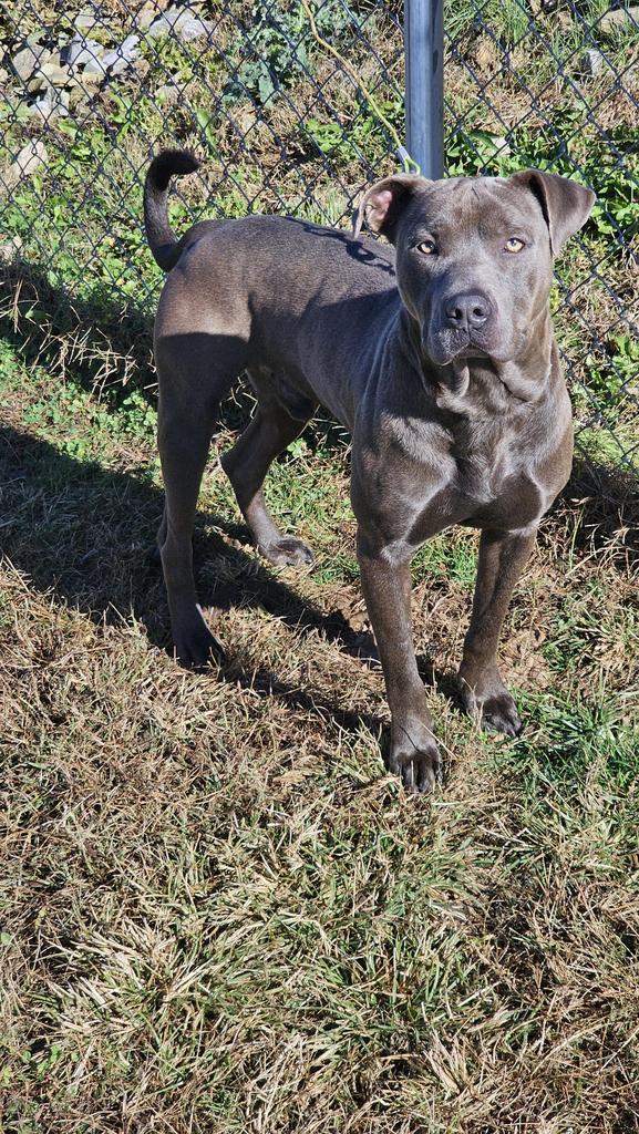 Brody, Adopted, Adult Male American Staffordshire Terrier.