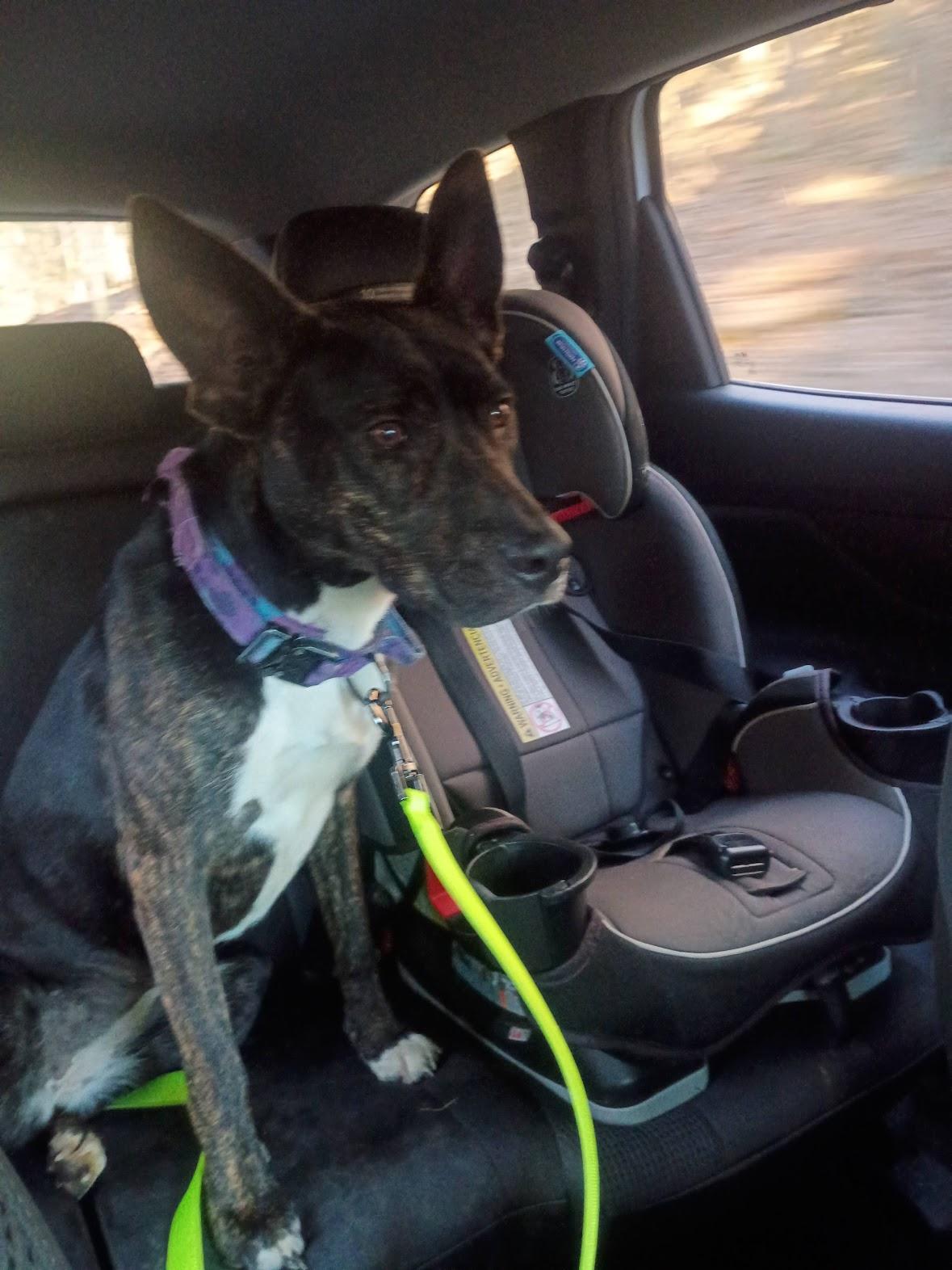 Enlarge Luna, a ADOPTABLE mixed breed in Shickshinny , PA image 6/6