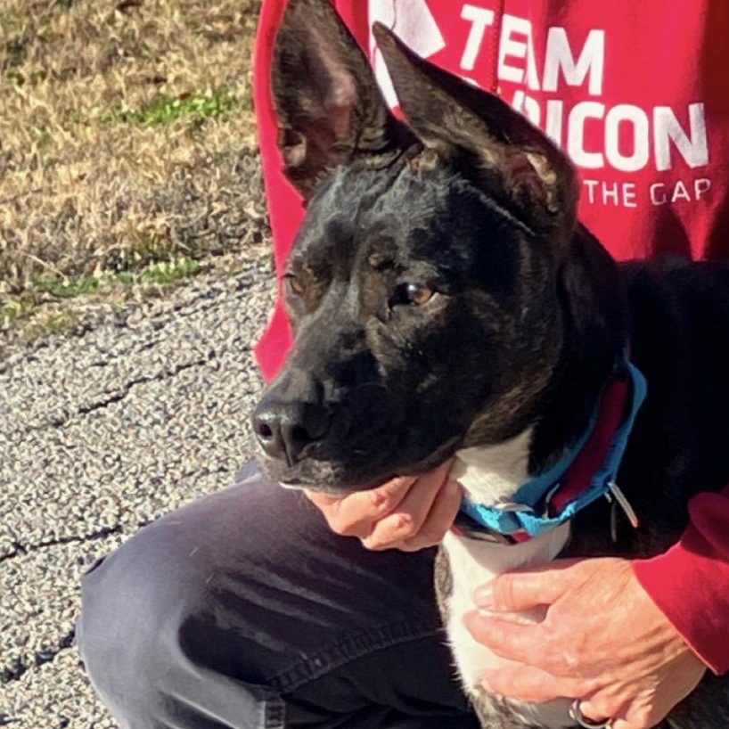 Enlarge Luna, a ADOPTABLE mixed breed in Shickshinny , PA image 4/6