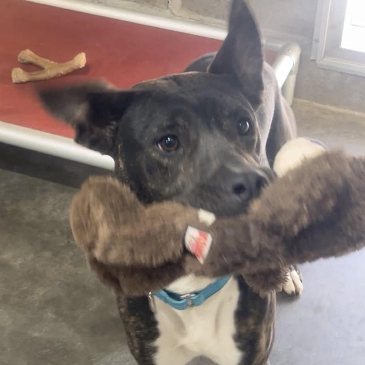 Enlarge Luna, a ADOPTABLE mixed breed in Shickshinny , PA image 3/6