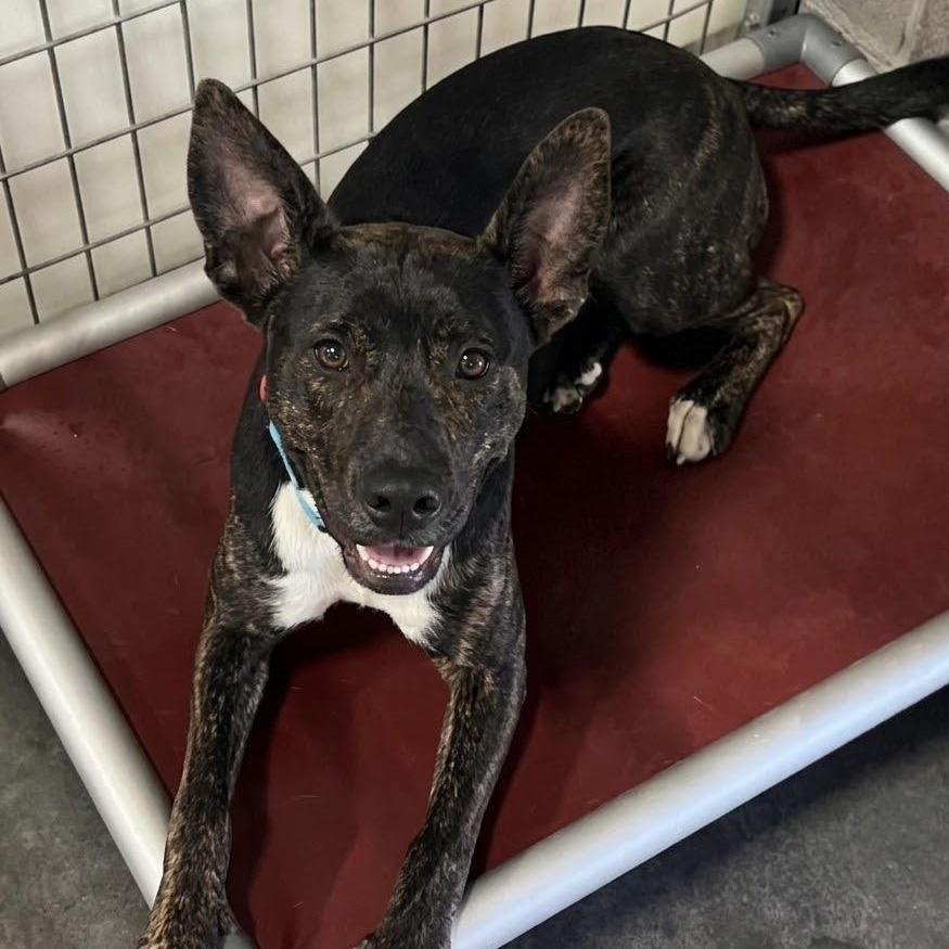 Luna, ADOPTABLE, Puppy Female Shepherd & Dutch Shepherd.