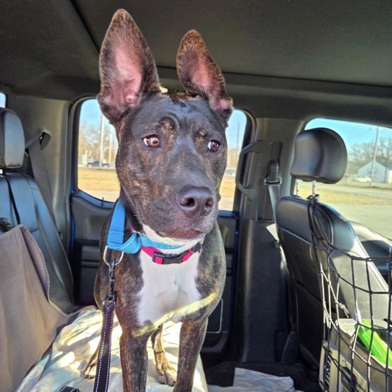 Enlarge Luna, a ADOPTABLE mixed breed in Shickshinny , PA image 2/6