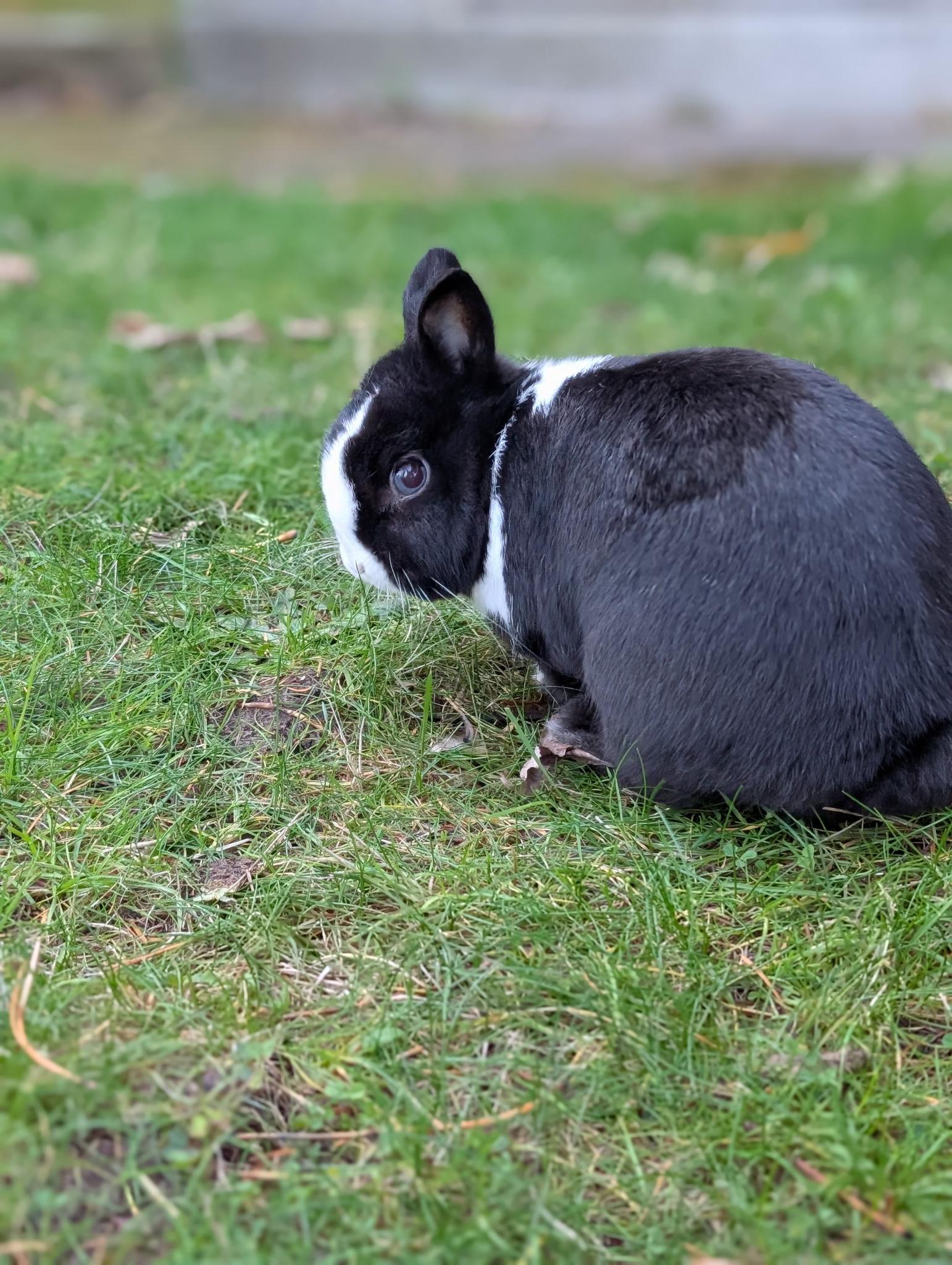 Enlarge Bunnicula, a Adoptable mixed breed in Carnation, WA image 3/4