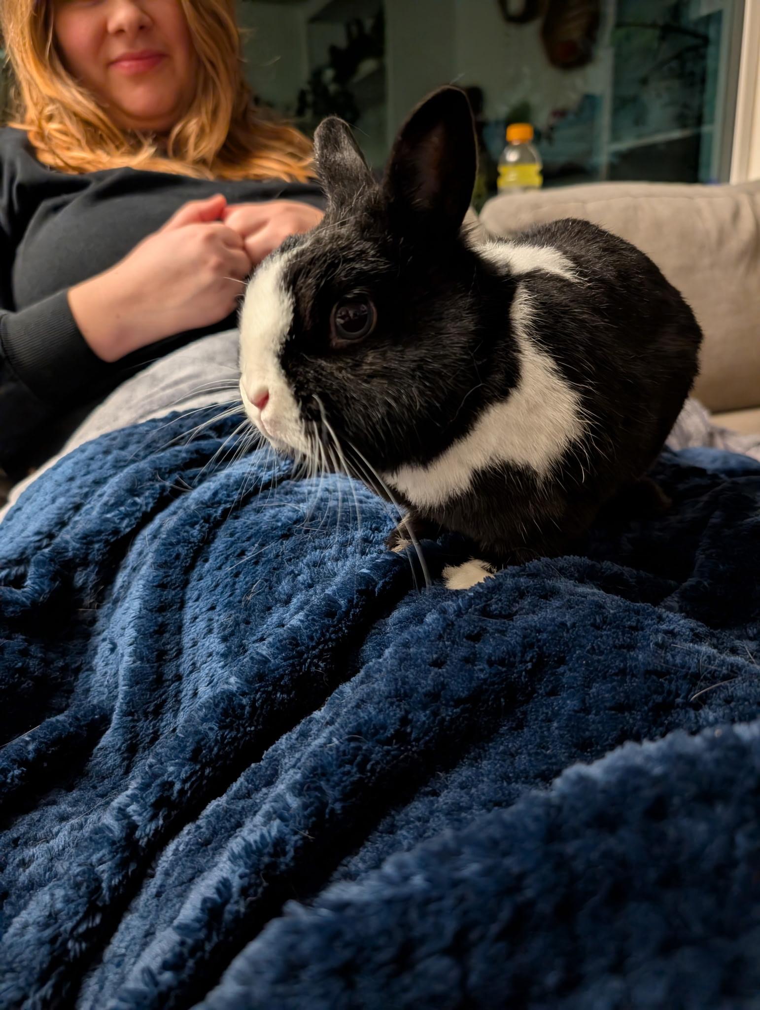 Enlarge Bunnicula, a Adoptable mixed breed in Carnation, WA image 2/4