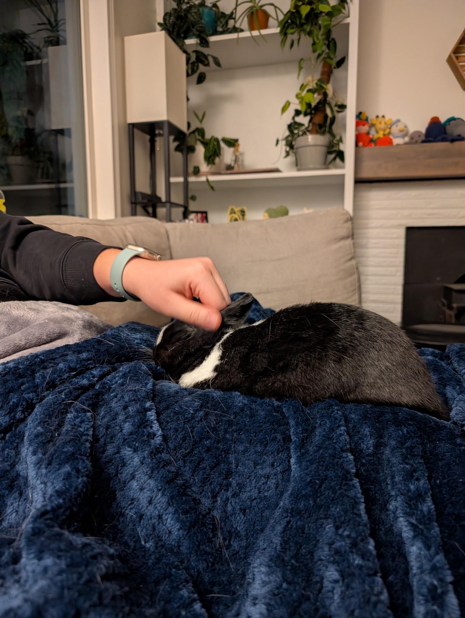 Enlarge Bunnicula, a Adoptable mixed breed in Carnation, WA image 4/4