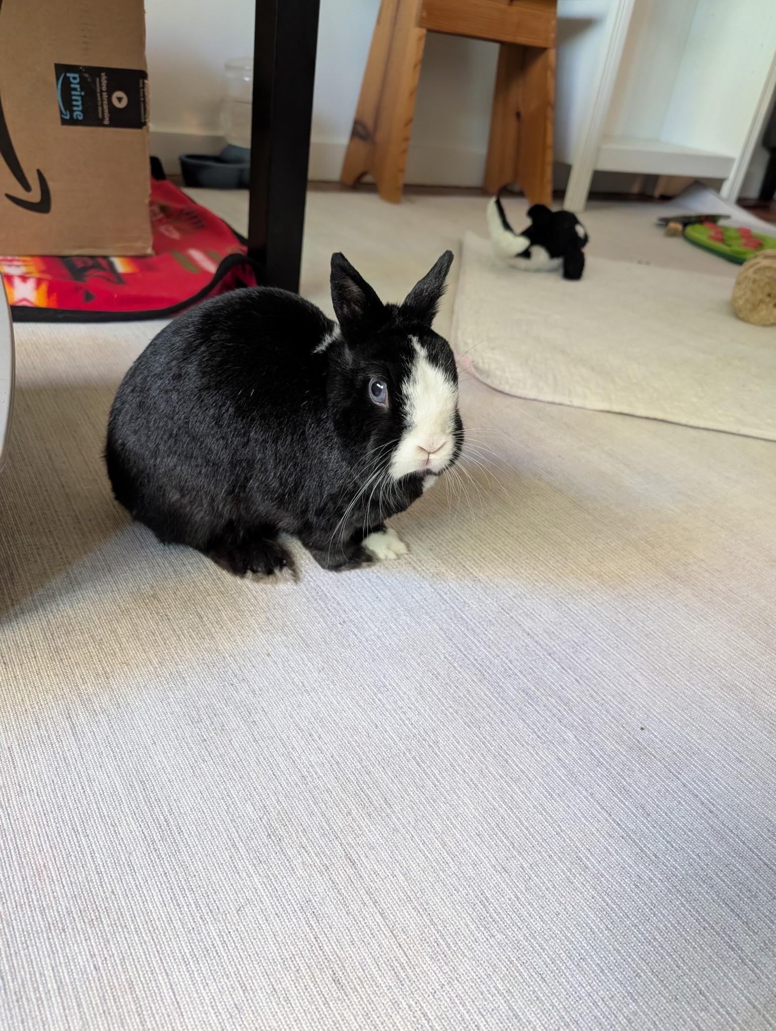 Enlarge Bunnicula, a Adoptable mixed breed in Carnation, WA image 1/4