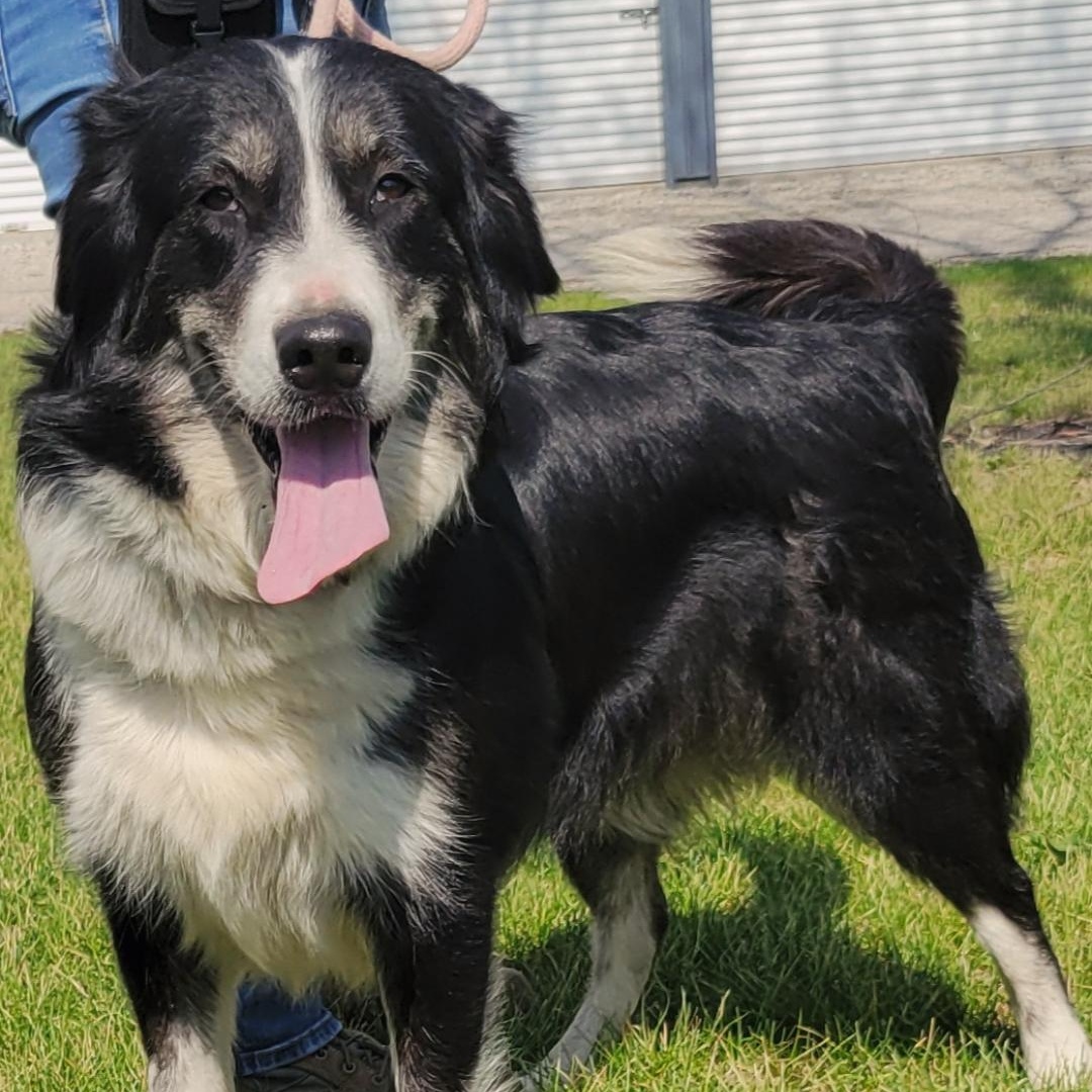 Enlarge Maya, a ADOPTABLE mixed breed in Lincoln, IL image 2/2