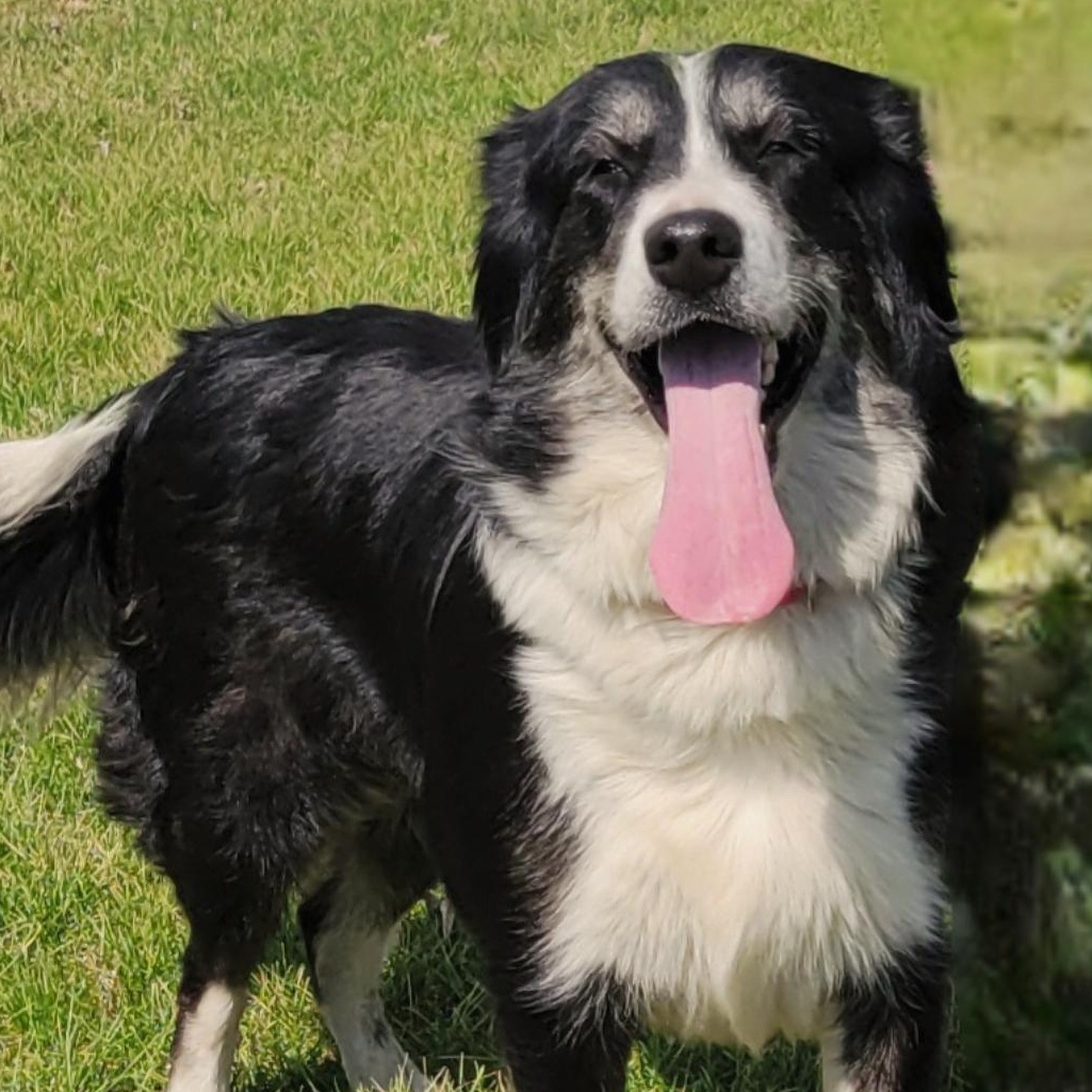 Enlarge Maya, a ADOPTABLE mixed breed in Lincoln, IL image 1/2
