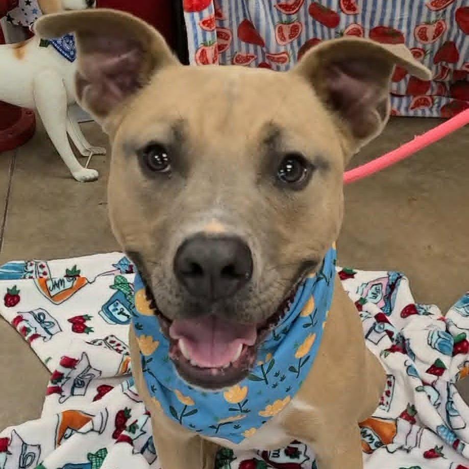 Trey, Adoptable, Young Male Pit Bull Terrier.