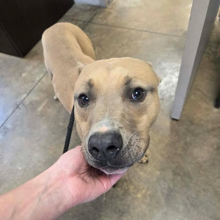 Enlarge Trey, a Adoptable Pit Bull Terrier in Enterprise, AL image 2/2