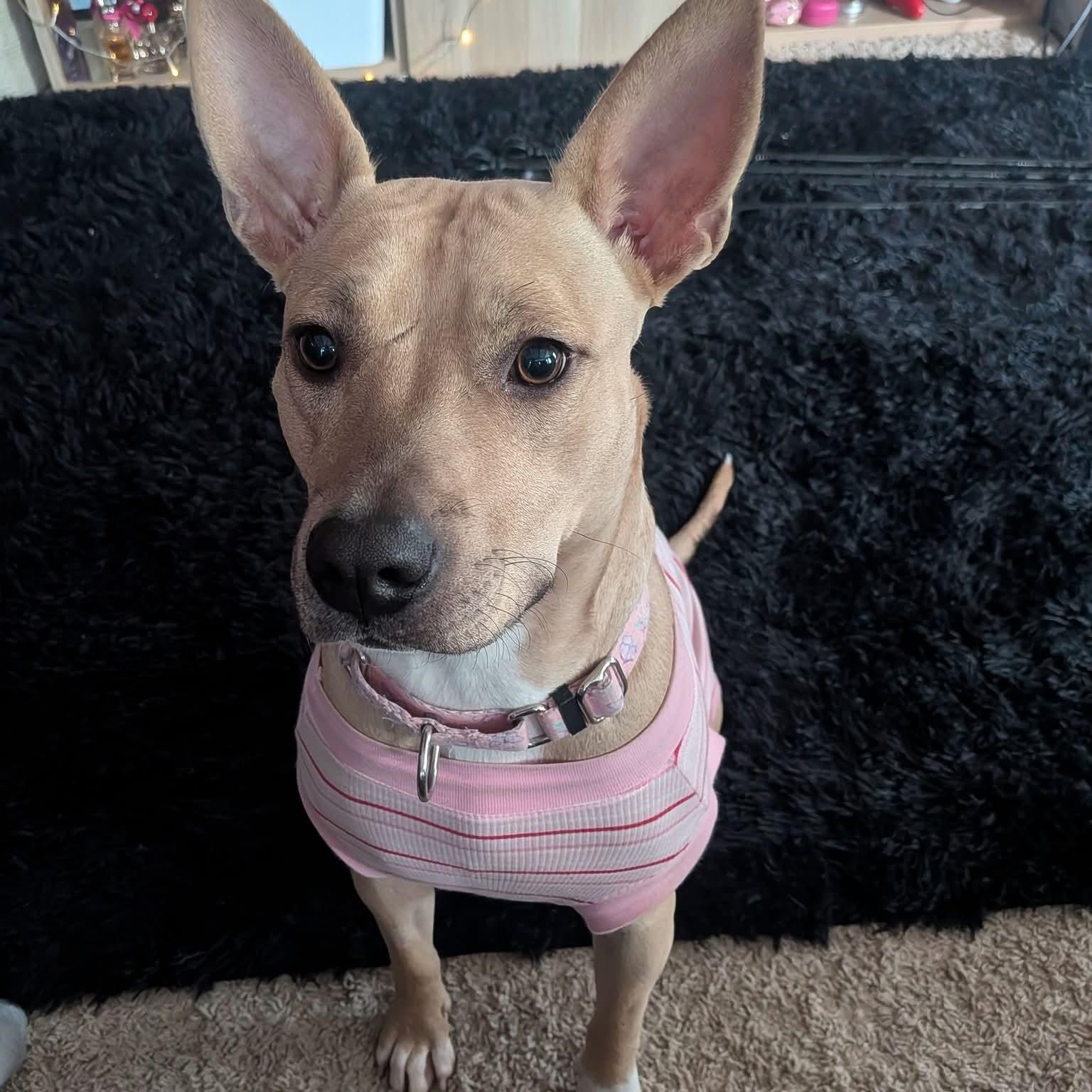Alexis, ADOPTABLE, Young Female Mixed Breed.