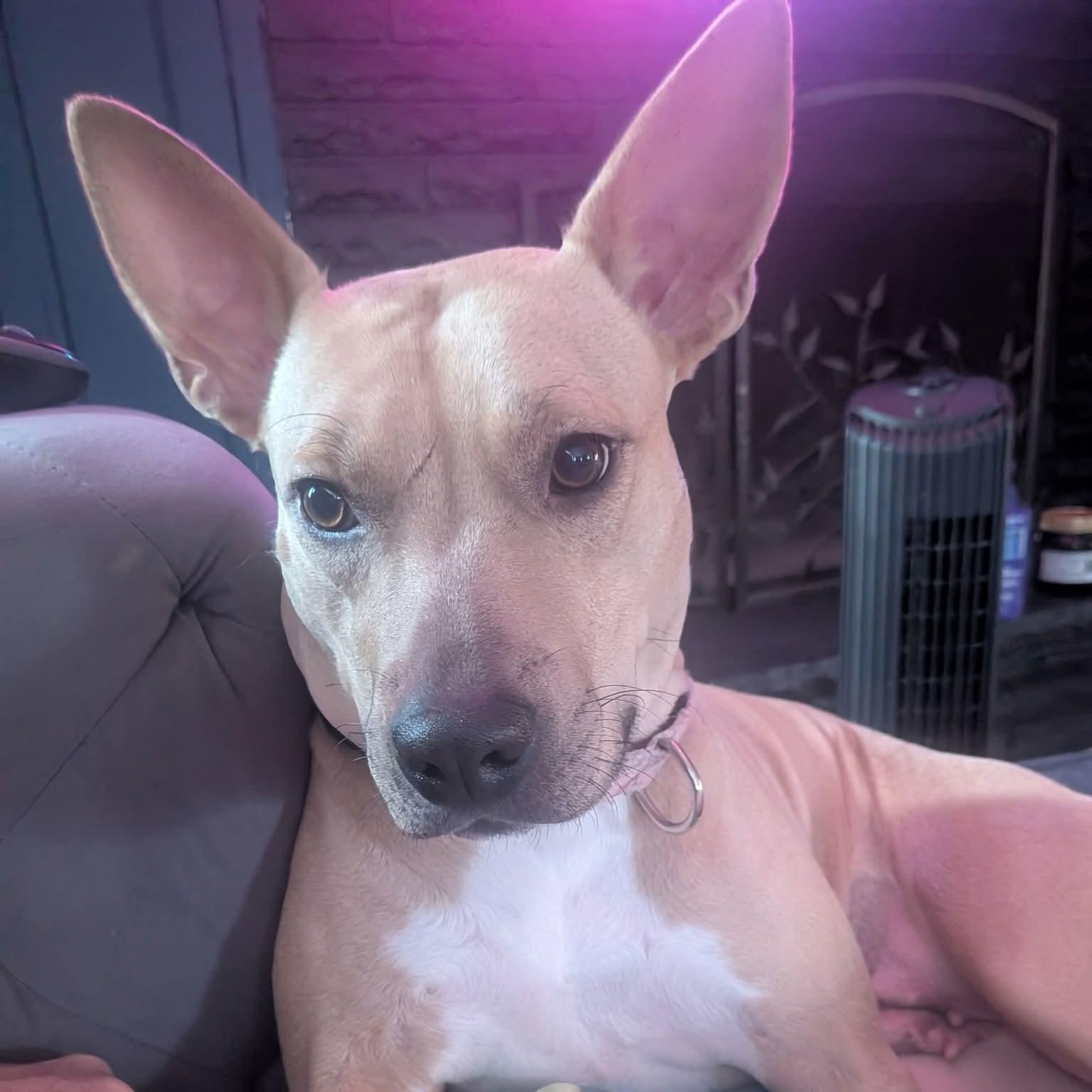 Alexis, a ADOPTABLE Mixed Breed in East Peoria, IL image 4/5