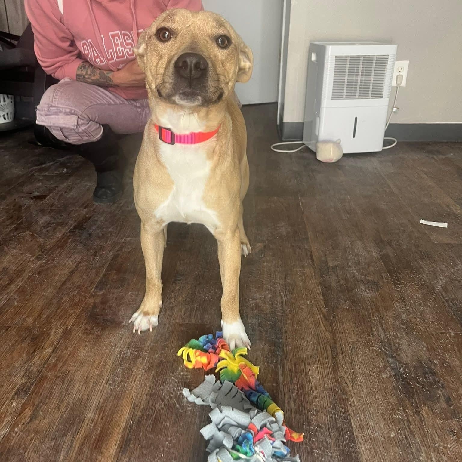Alexis, a ADOPTABLE Mixed Breed in East Peoria, IL image 2/4