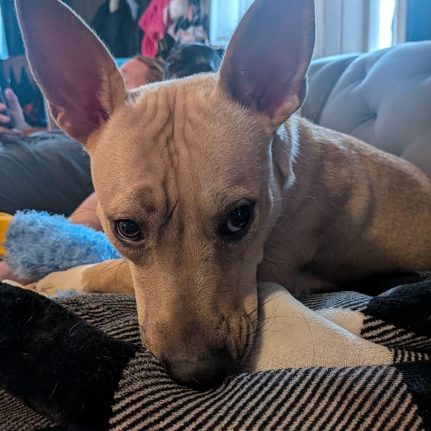 Alexis, a ADOPTABLE Mixed Breed in East Peoria, IL image 5/5