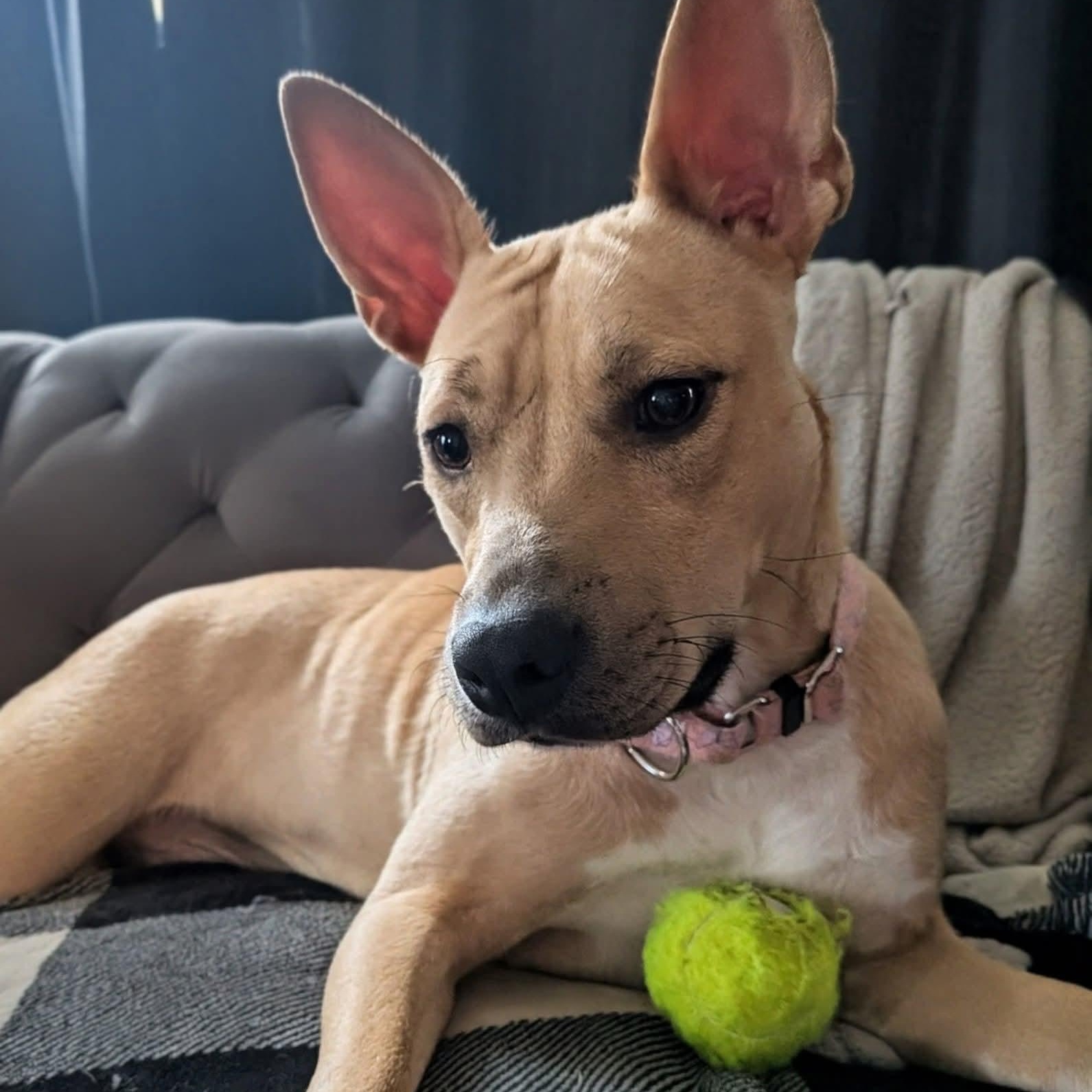 Alexis, a ADOPTABLE Mixed Breed in East Peoria, IL image 1/4
