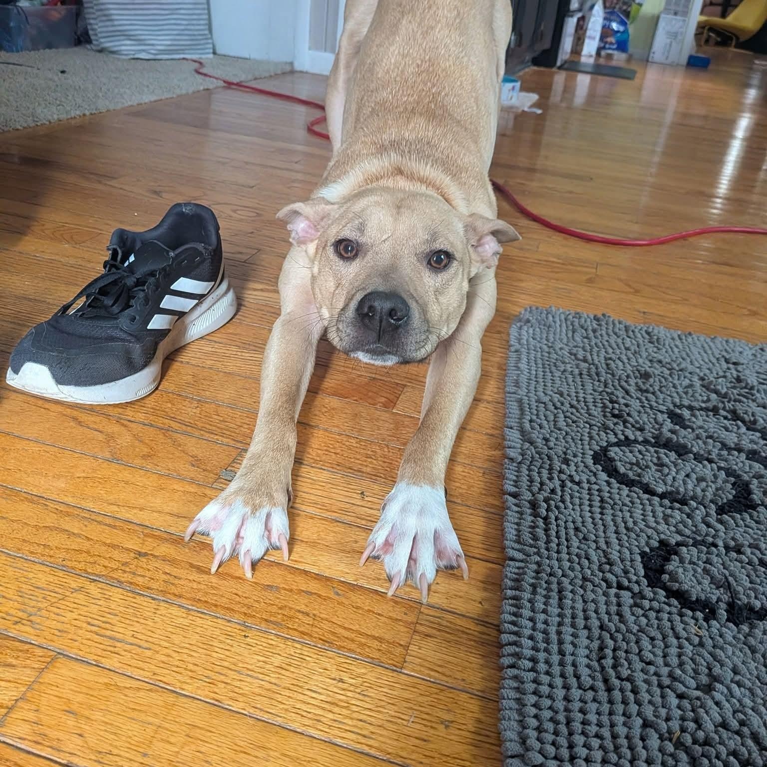 Alexis, a ADOPTABLE Mixed Breed in East Peoria, IL image 4/4