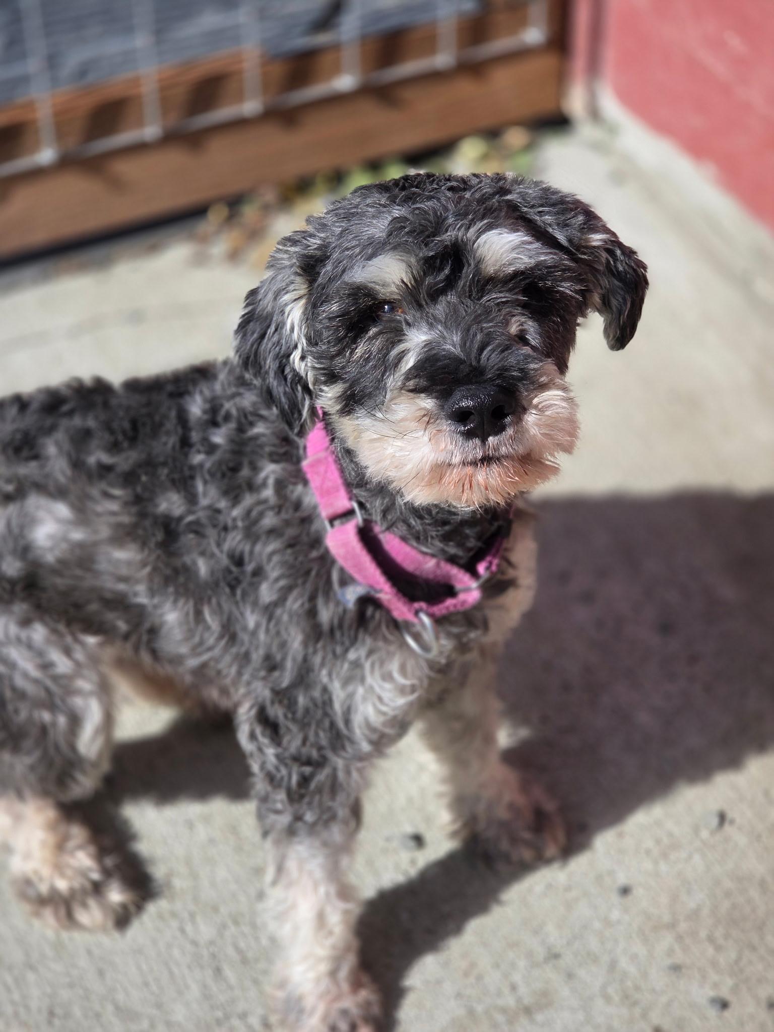 Fuller, Adopted, Young Male Miniature Schnauzer.