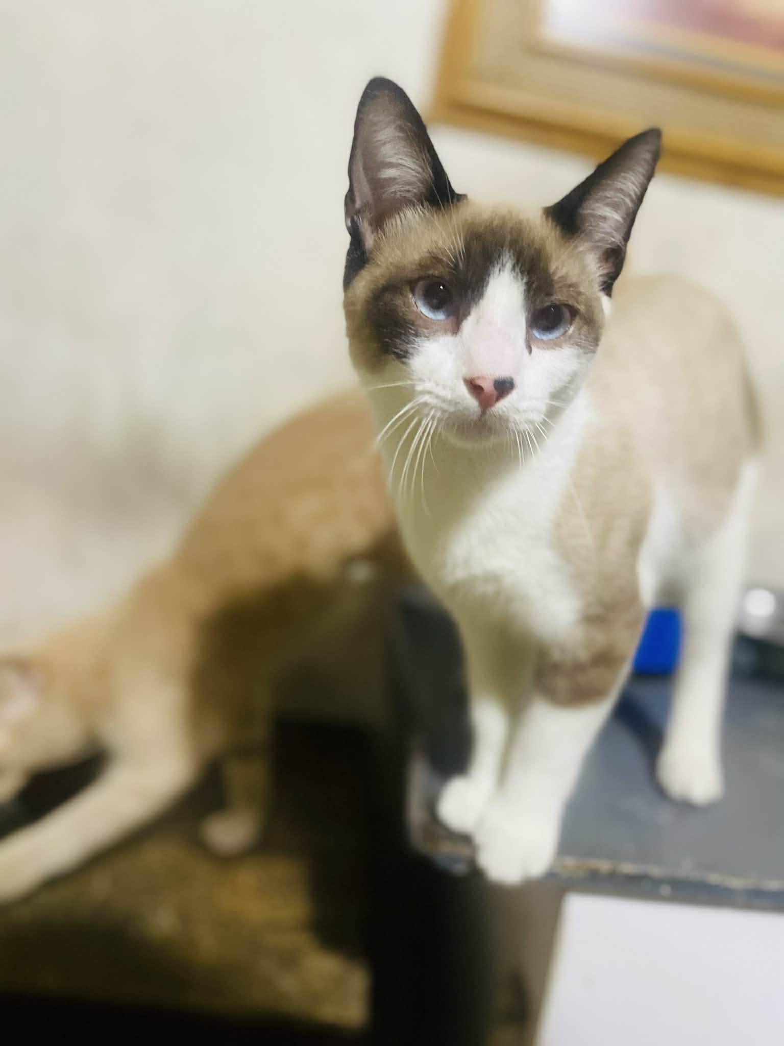 KAI, adopted, Young Male Domestic Short Hair.