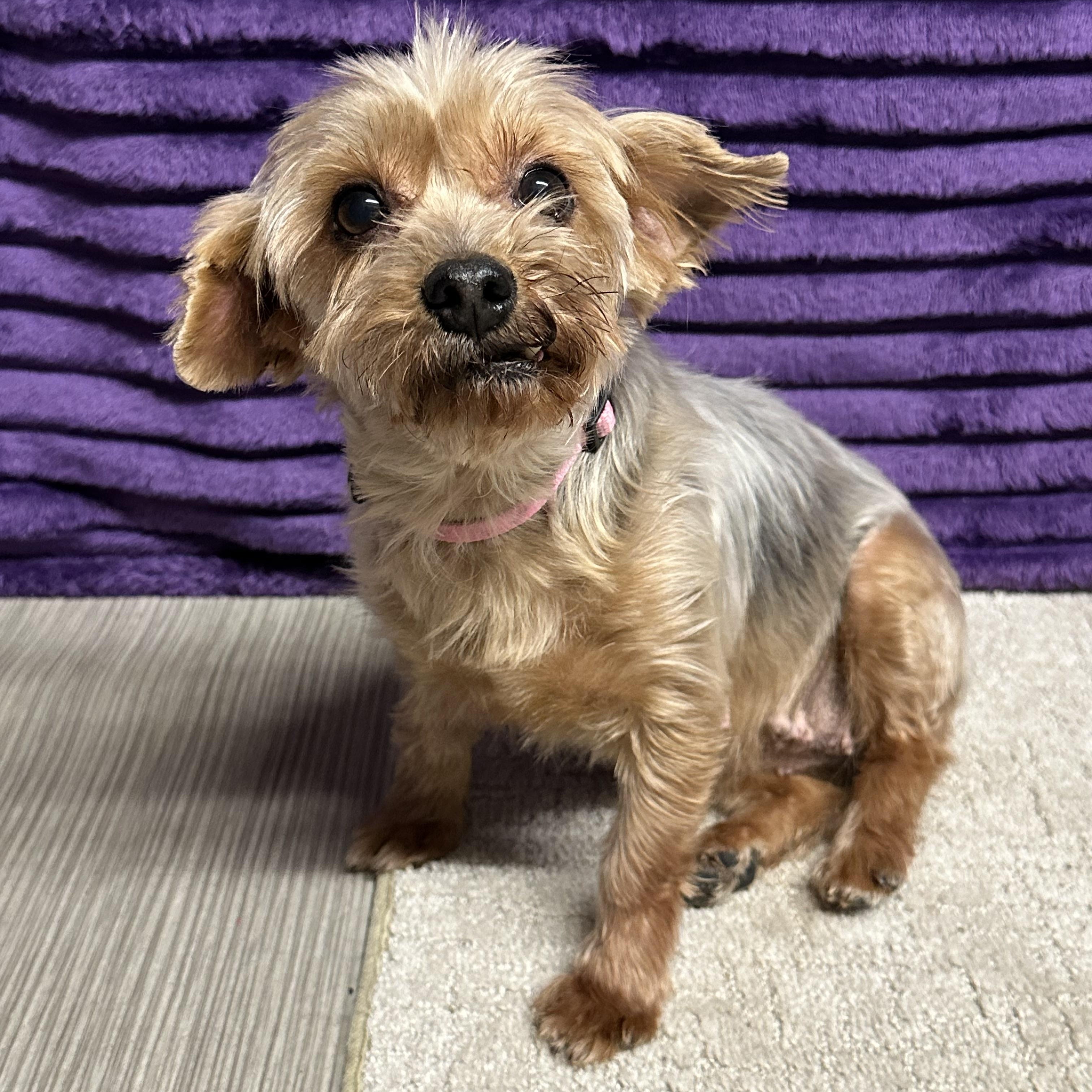 Arcadia-Foster Home Needed — thumbnail 2