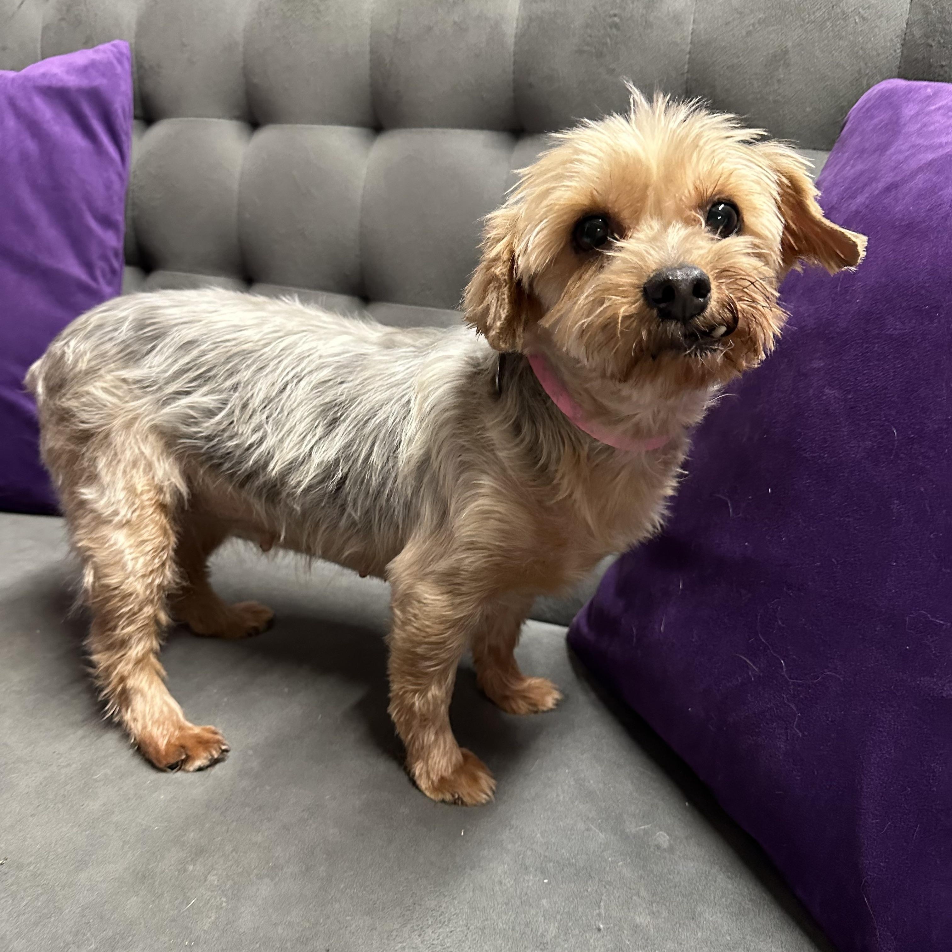 Arcadia-Foster Home Needed — thumbnail 5